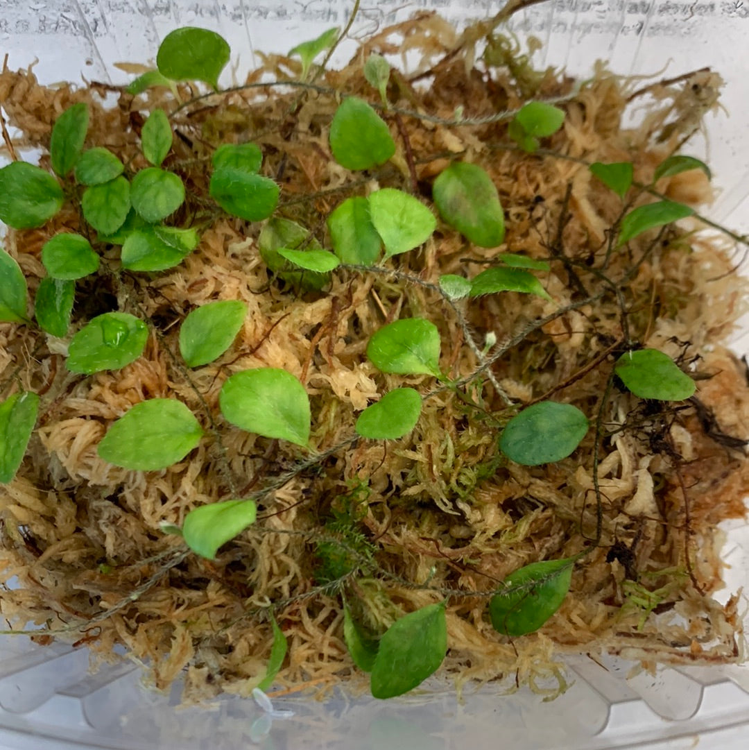 Microgramma aff heterophylla