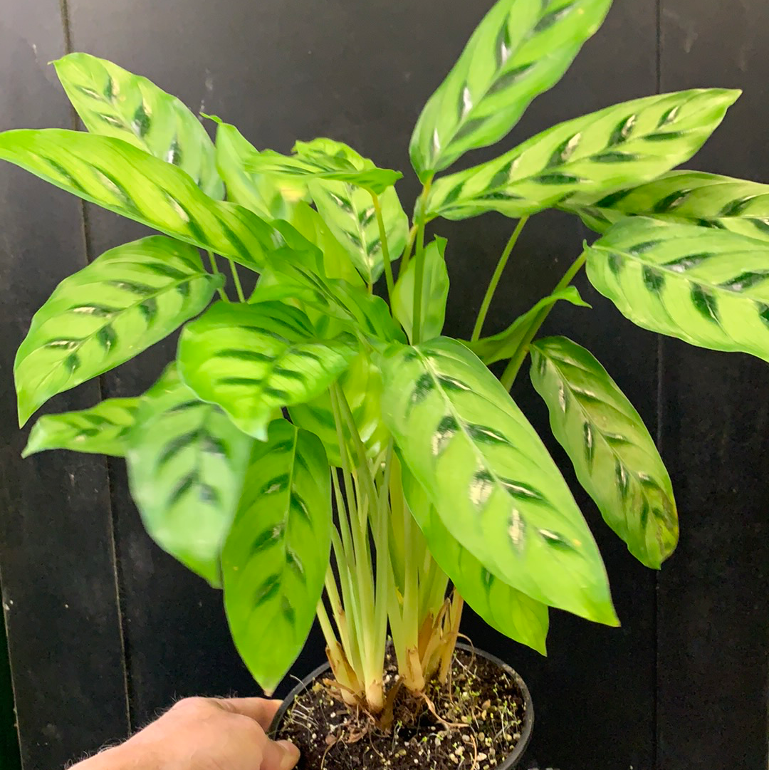 Calathea Leopardina