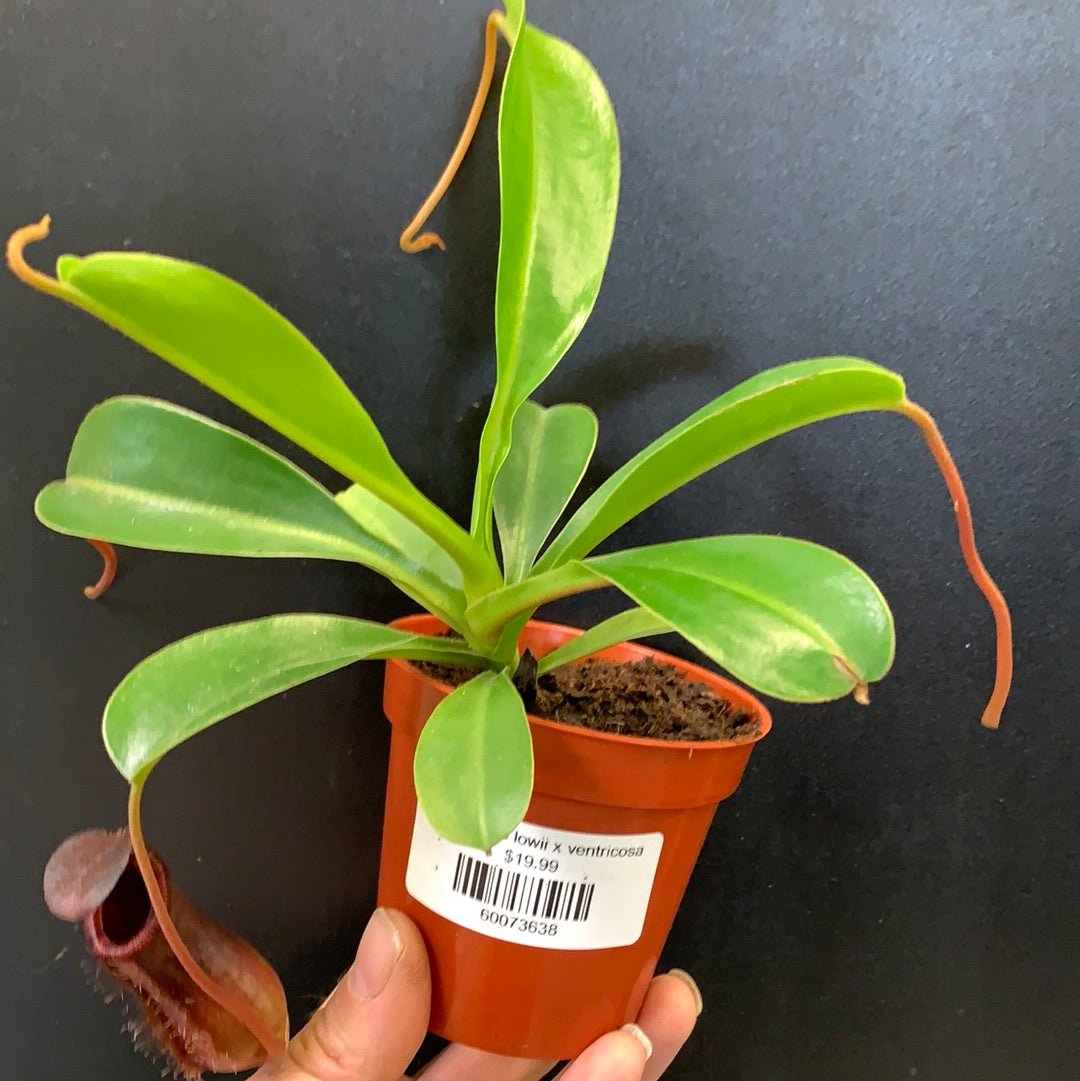 Nepenthes lowii x ventricosa