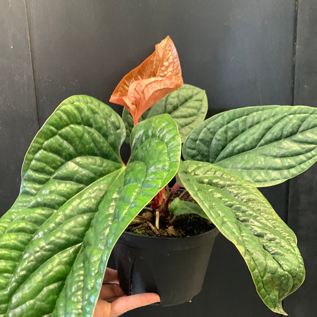 Anthurium luxurians x radicans