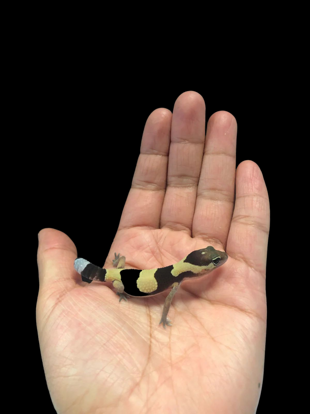 African Fat-tailed Gecko (Hemitheconyx caudicinctus) (Normal)