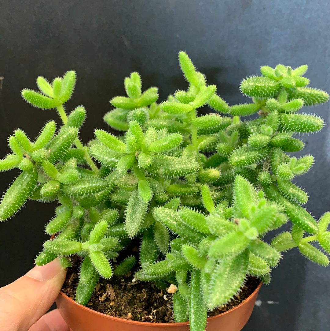 Plante à cornichons