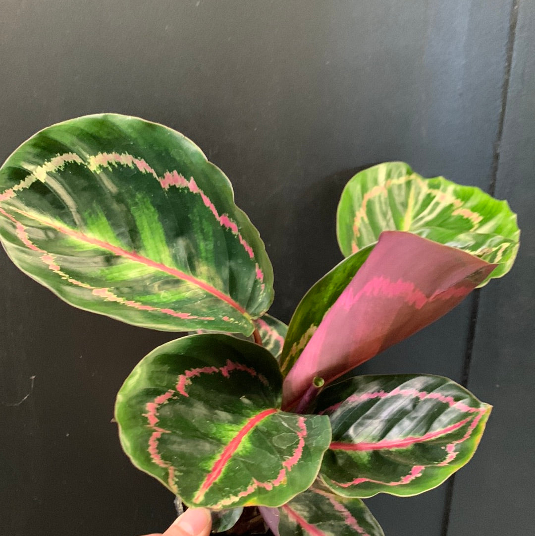 Calathea Illustre