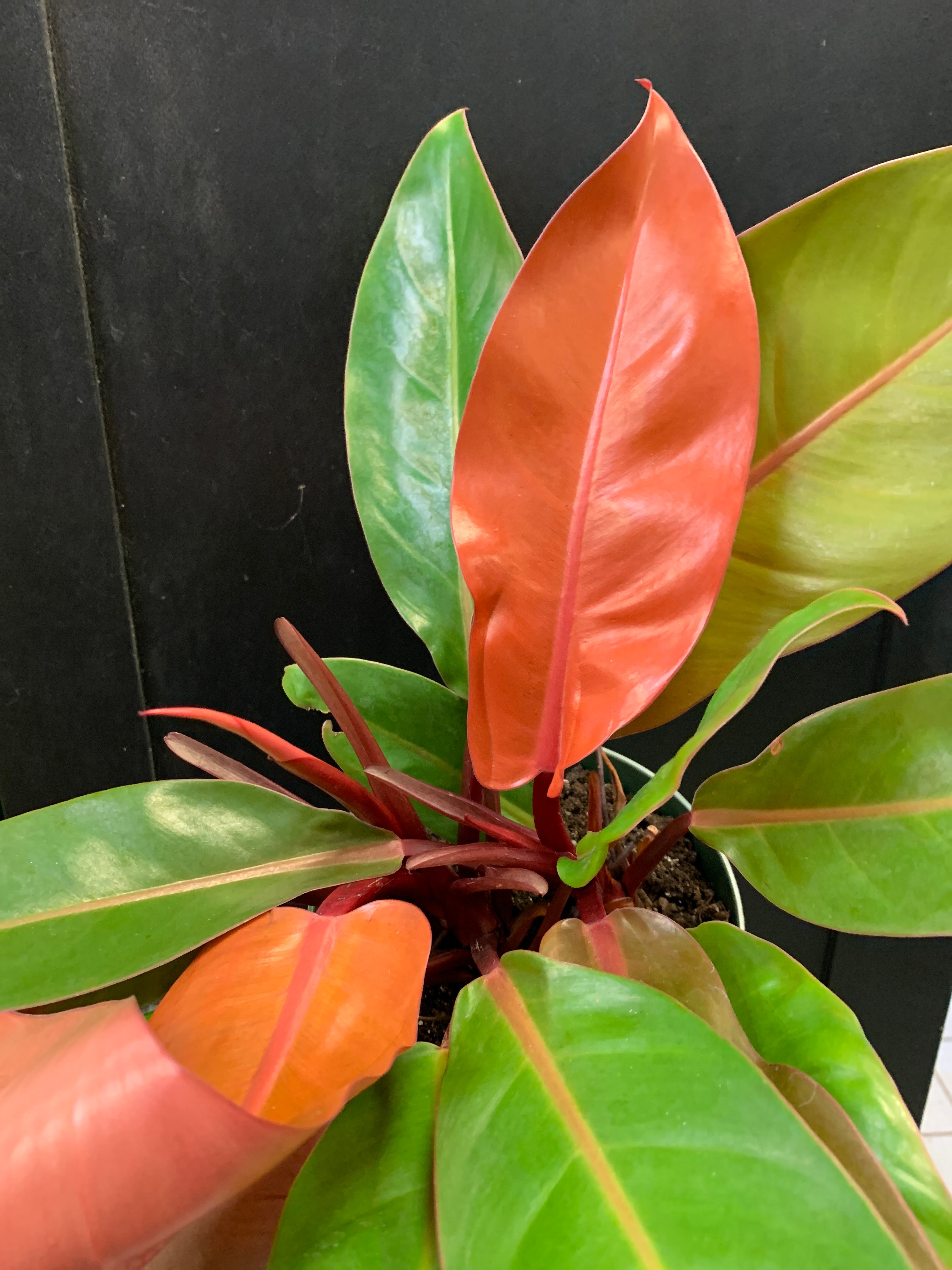 Philodendron 'Prince d'Orange'