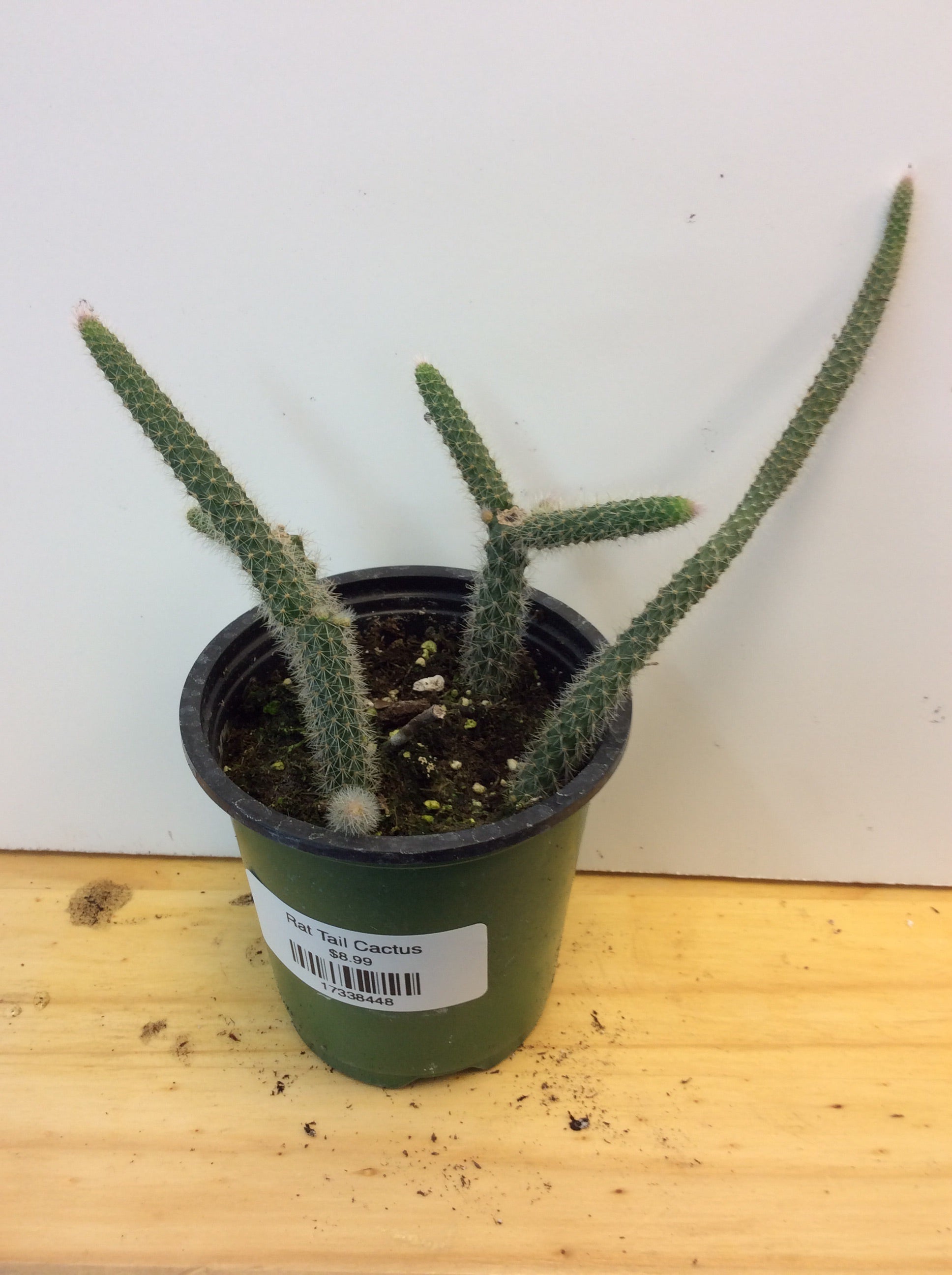 Cactus à queue de rat