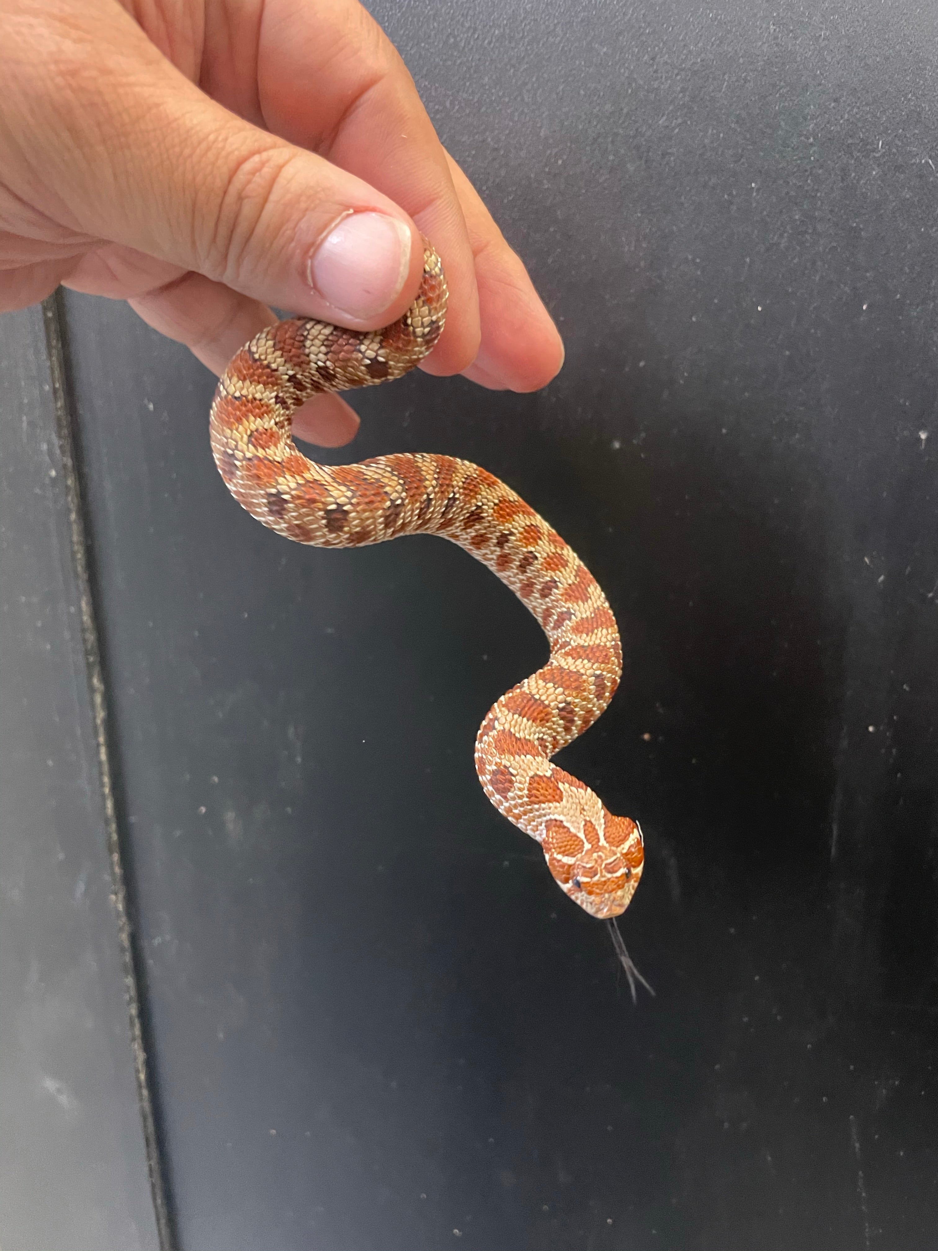 Western Hognose (Diablo Line Het Albino)