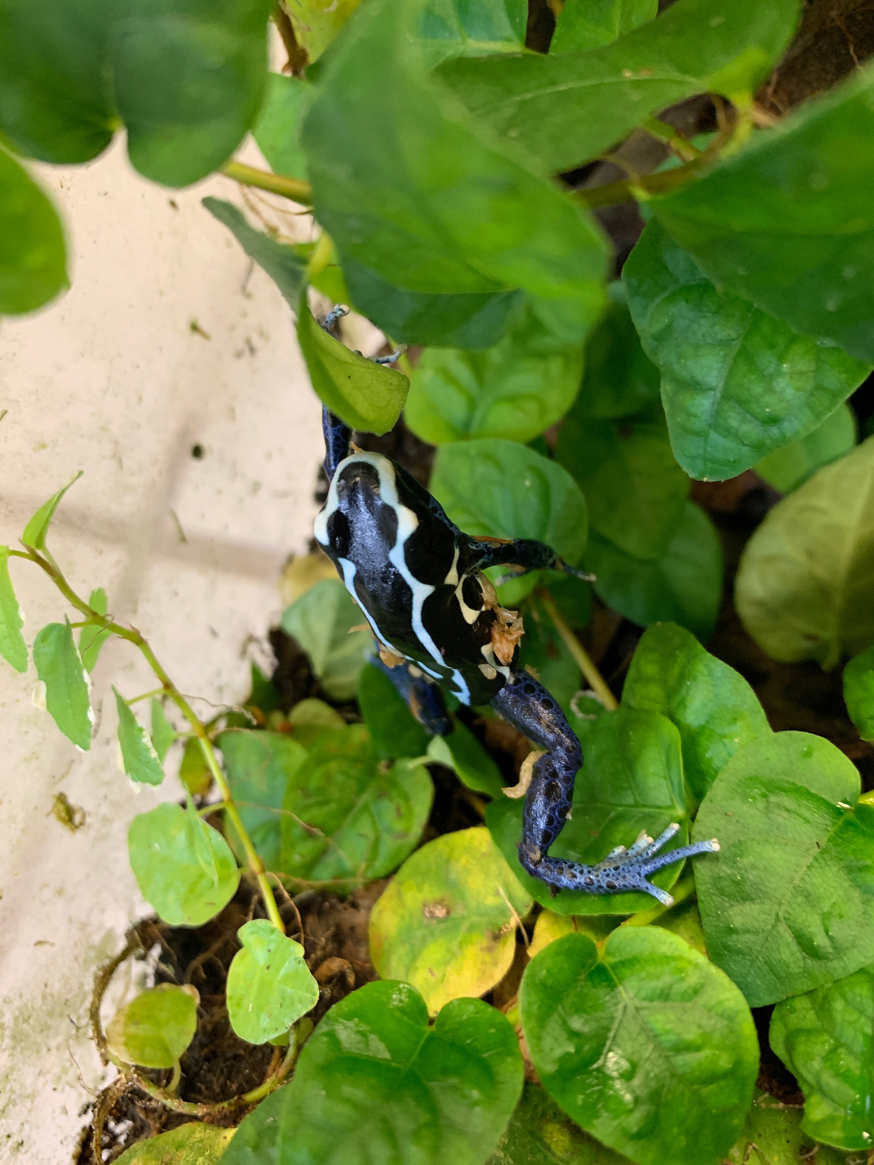 Dendrobates tinctorius 'Oyapock'