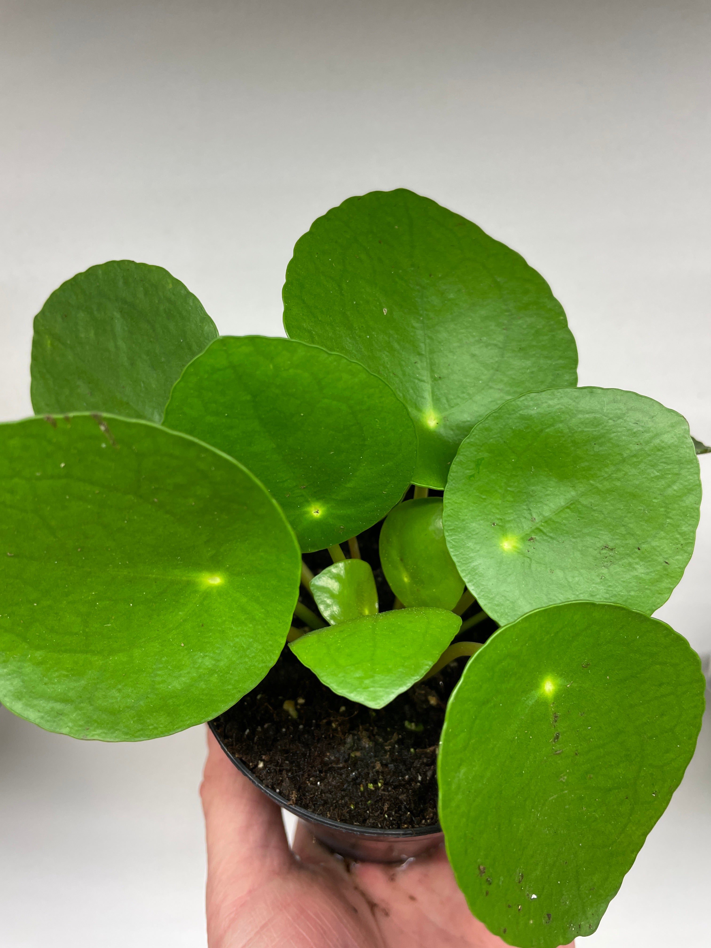 Pilea peperomioides