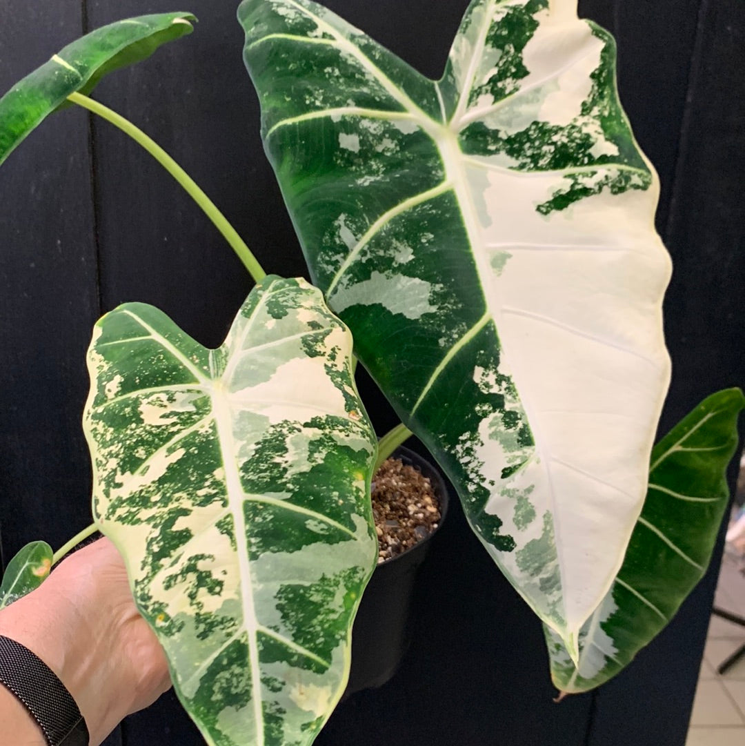 Alocasia Frydek Variagated