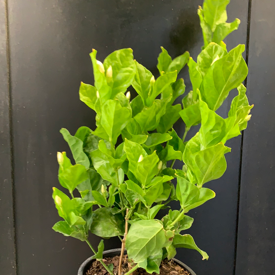 Jasmine Belle d'Inde