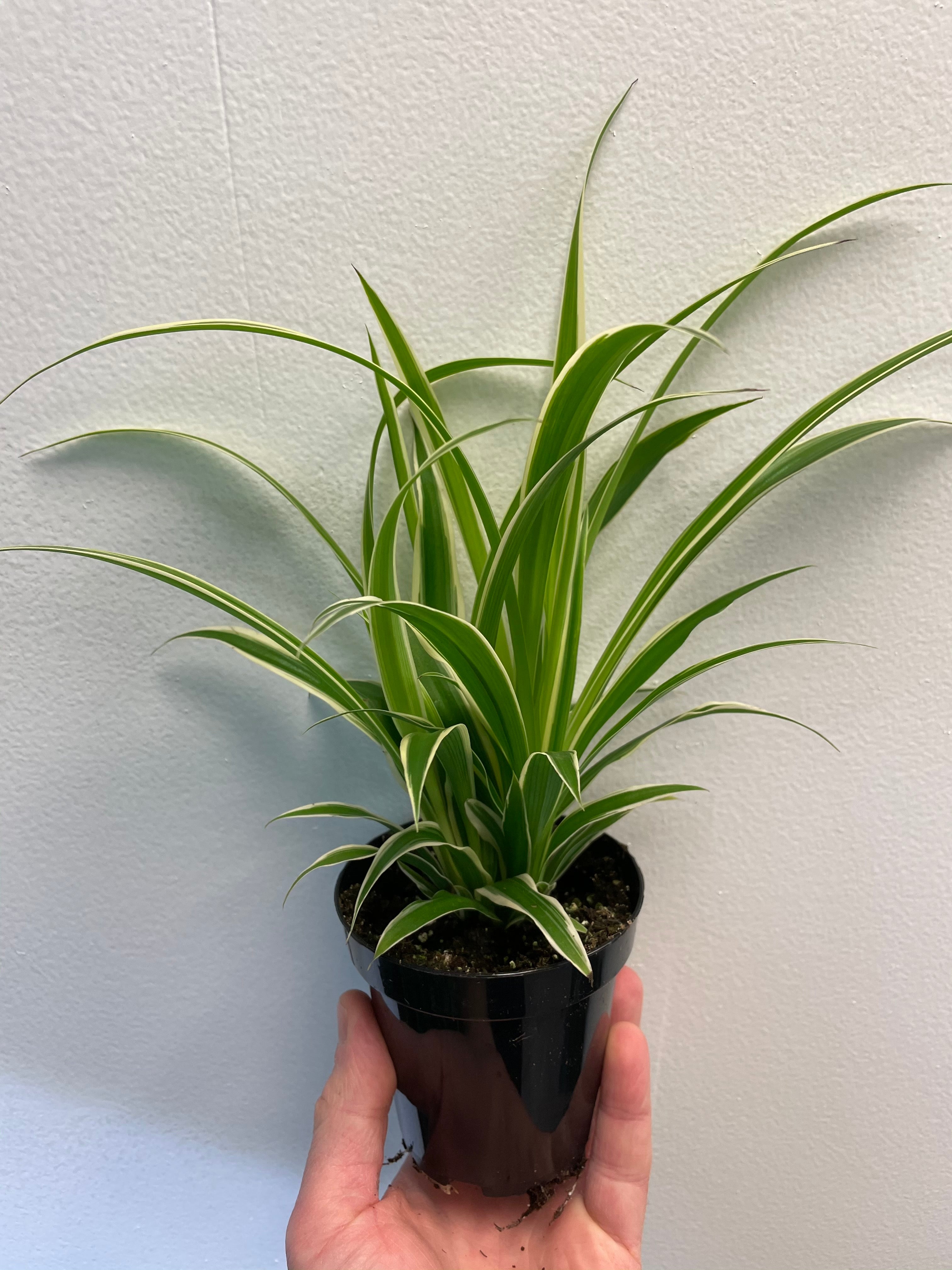spider plant variegated ocean Variegated Ocean Spider Plant