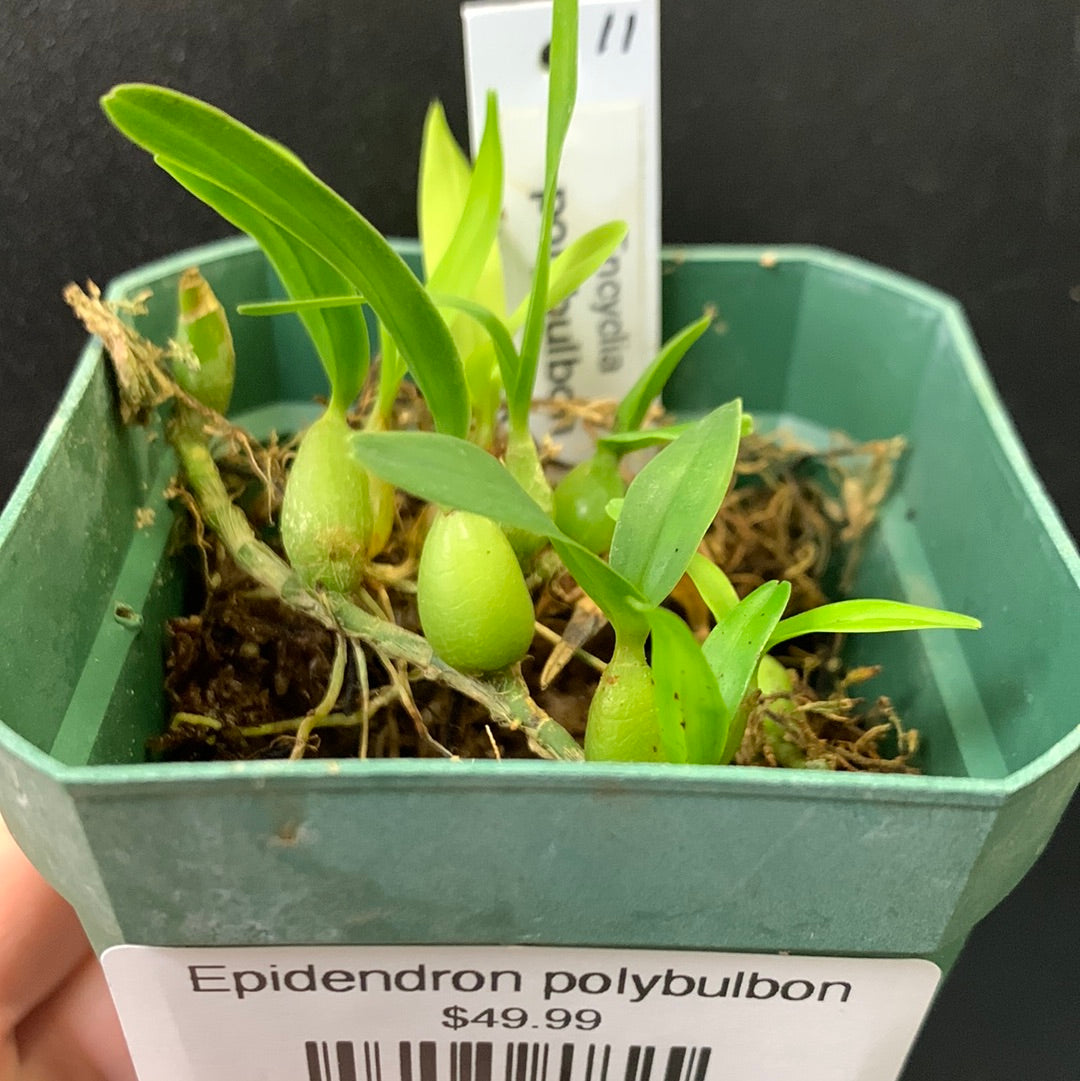 Épidendron polybulbon