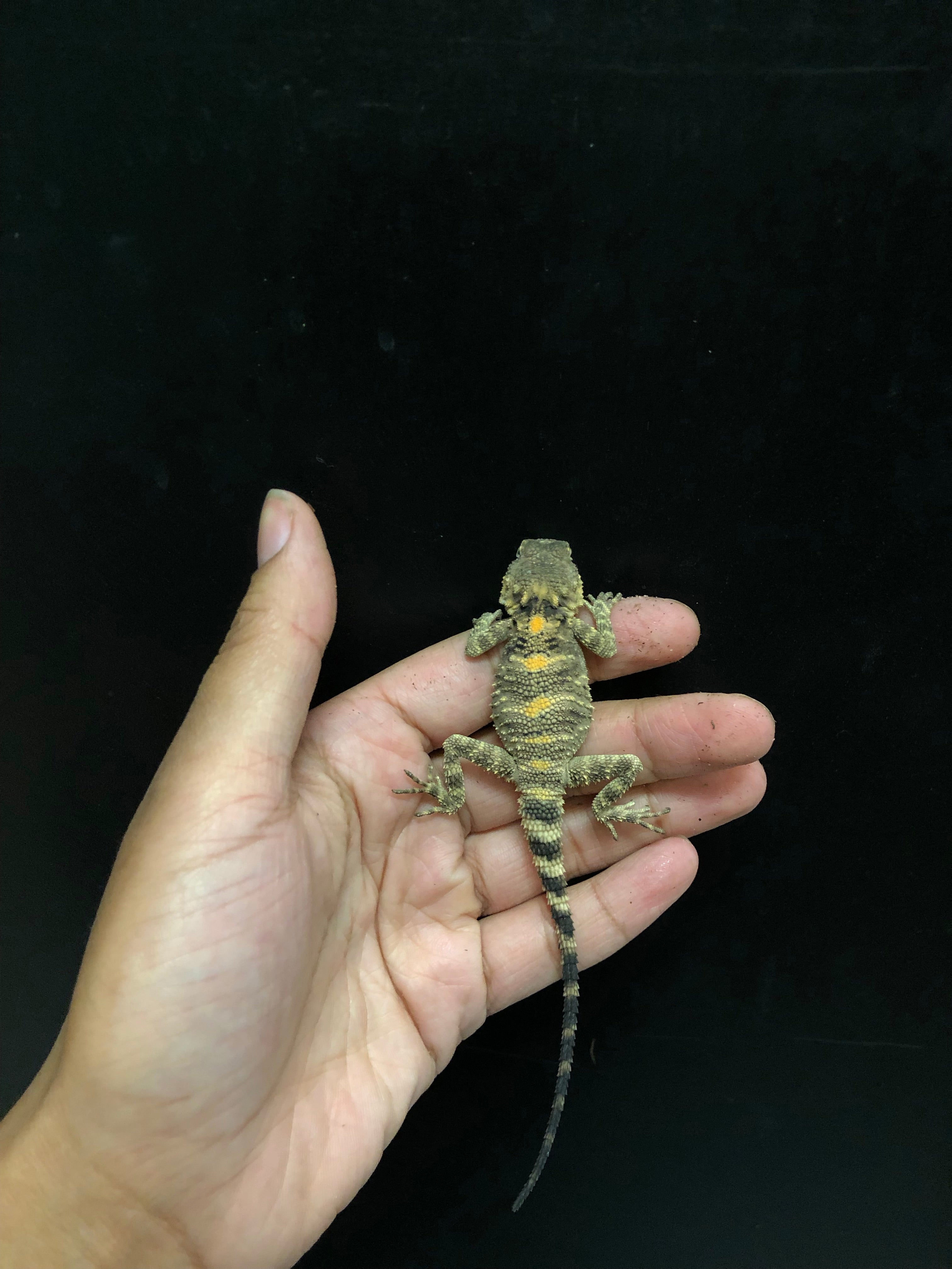 Painted Agama (Laudakia stellio)