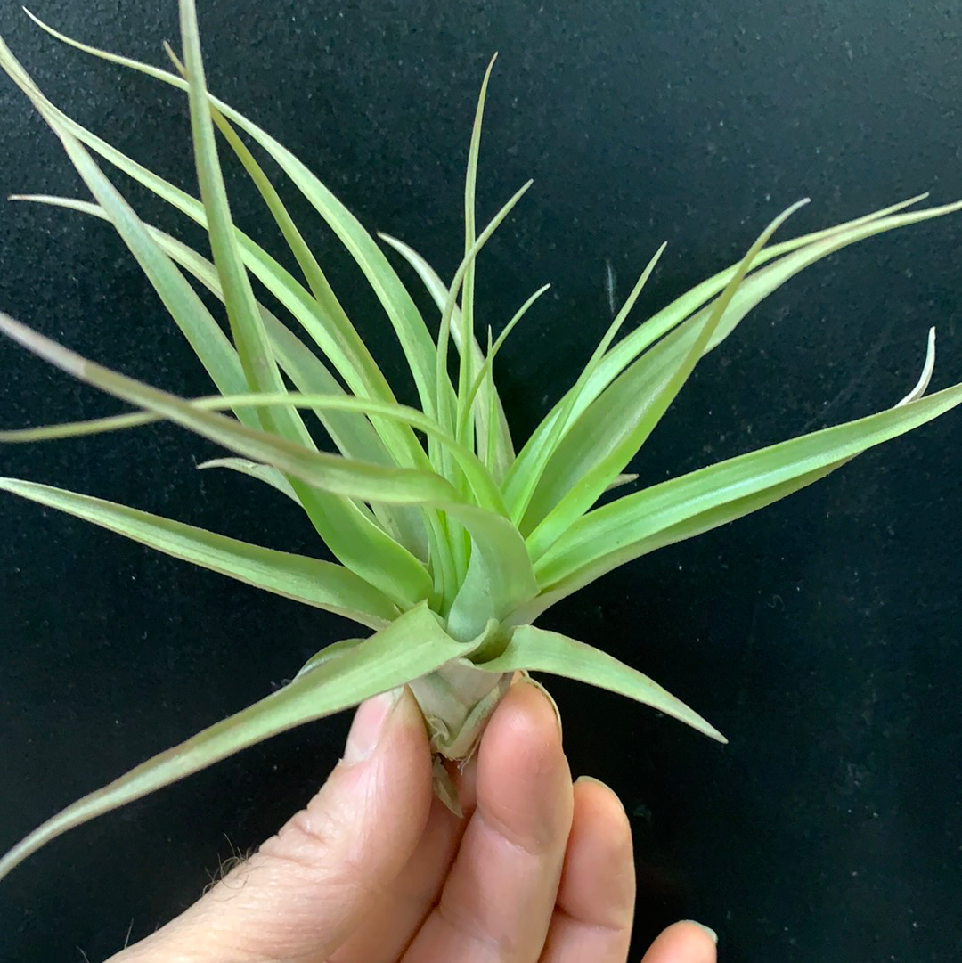 Tillandsia brachycaulos var abdita