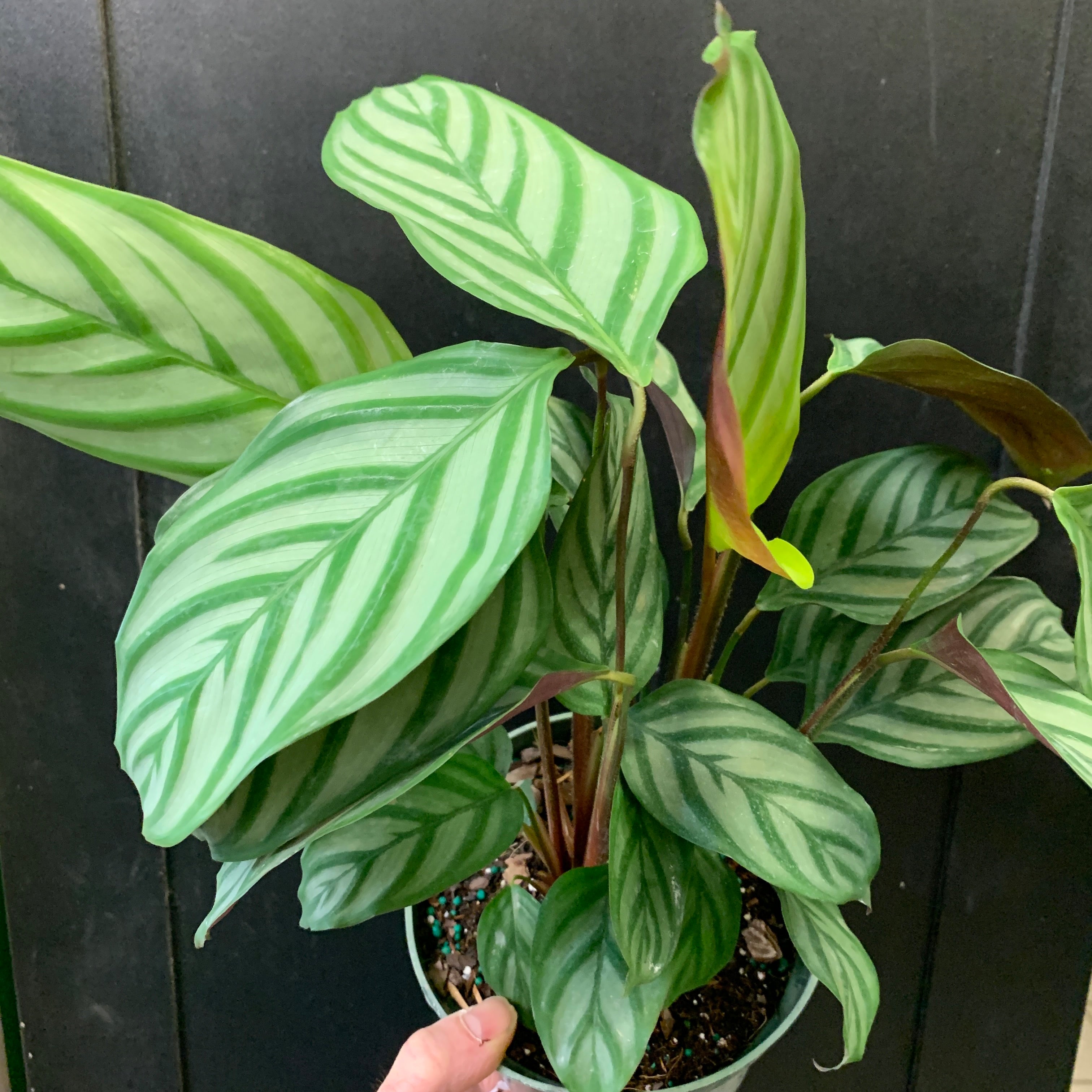 Calathea Exotica