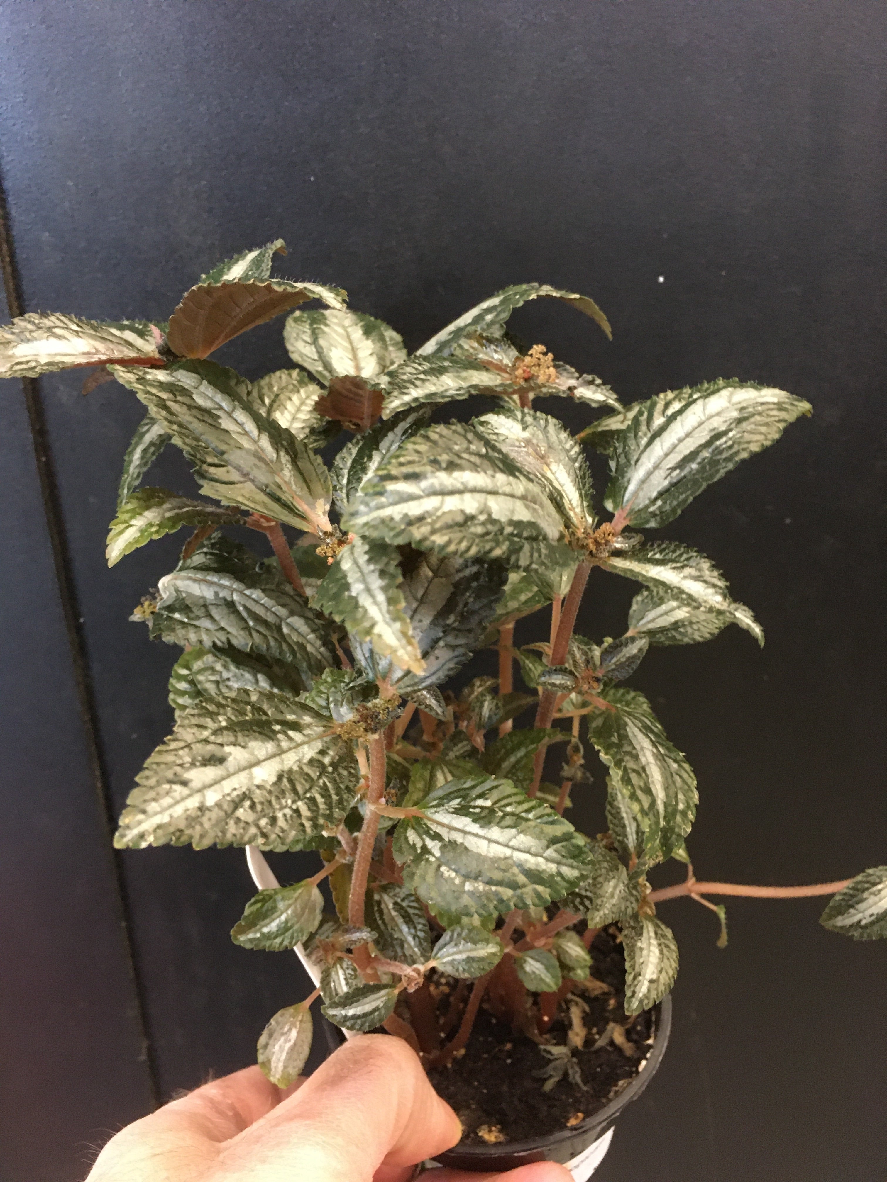 Pilea 'Silver Mountain'