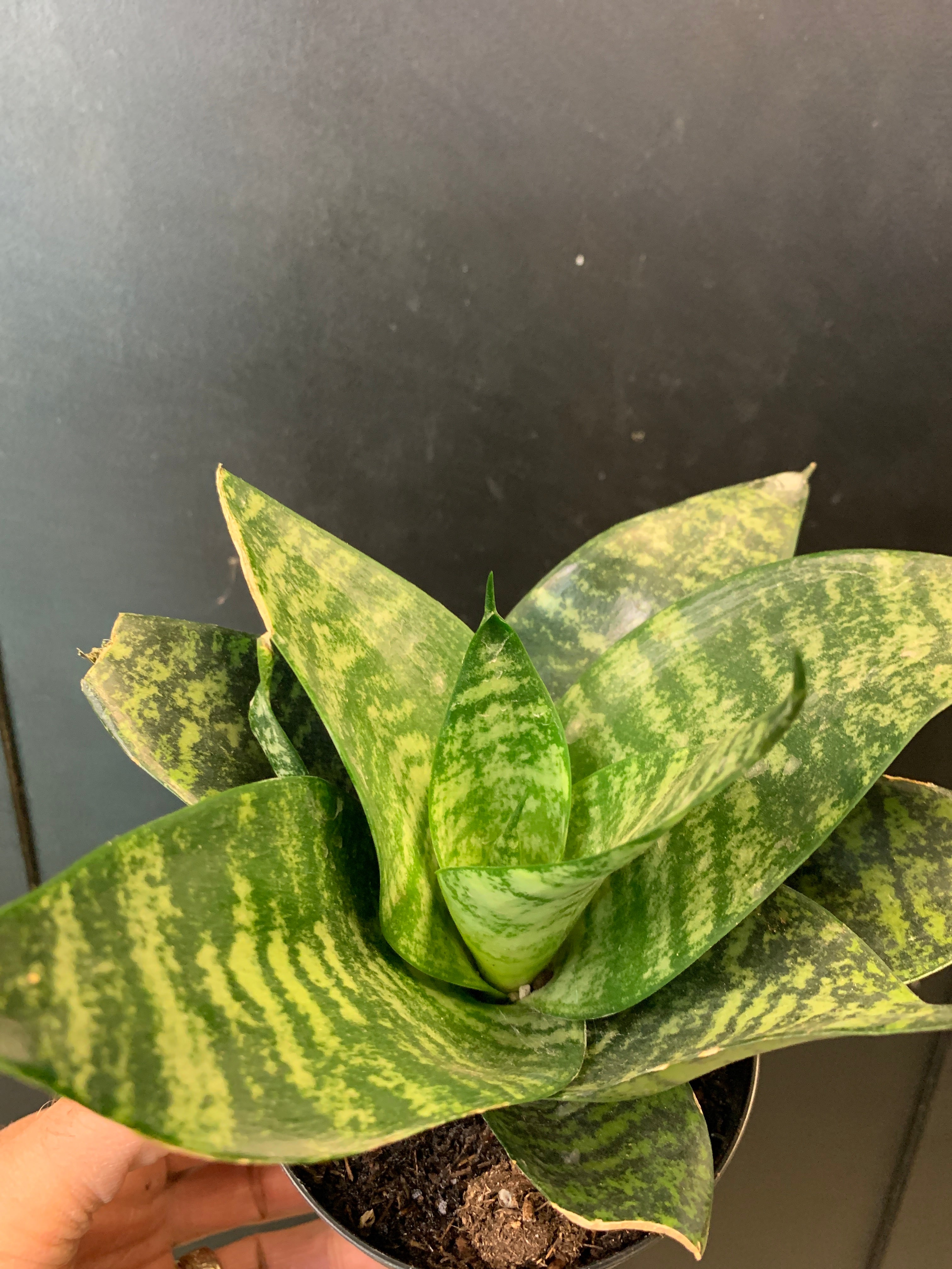 Sansevieria 'Hahnii'