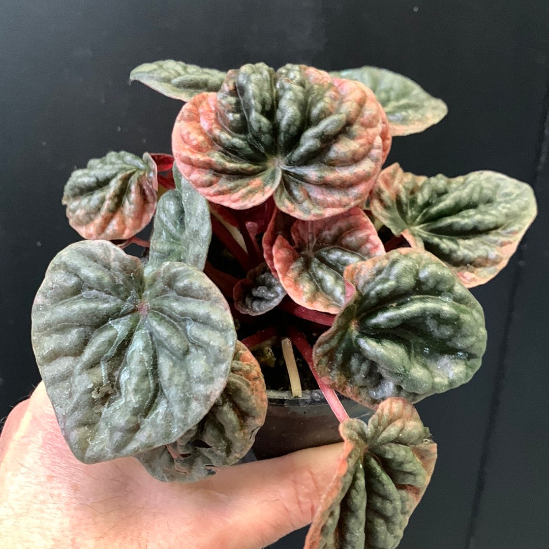Peperomia Abricos