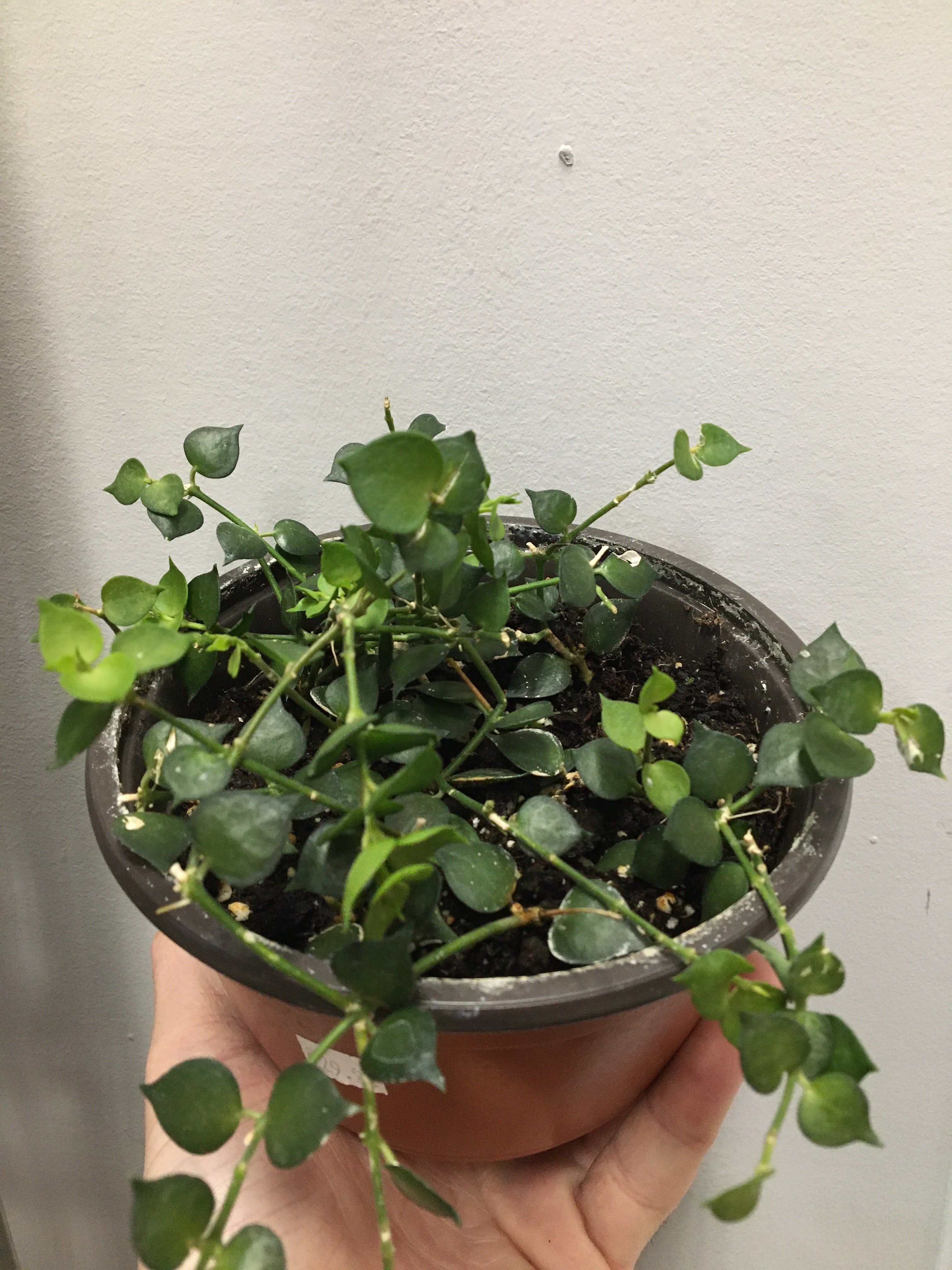 Plante à millions de cœurs (Dischidia)