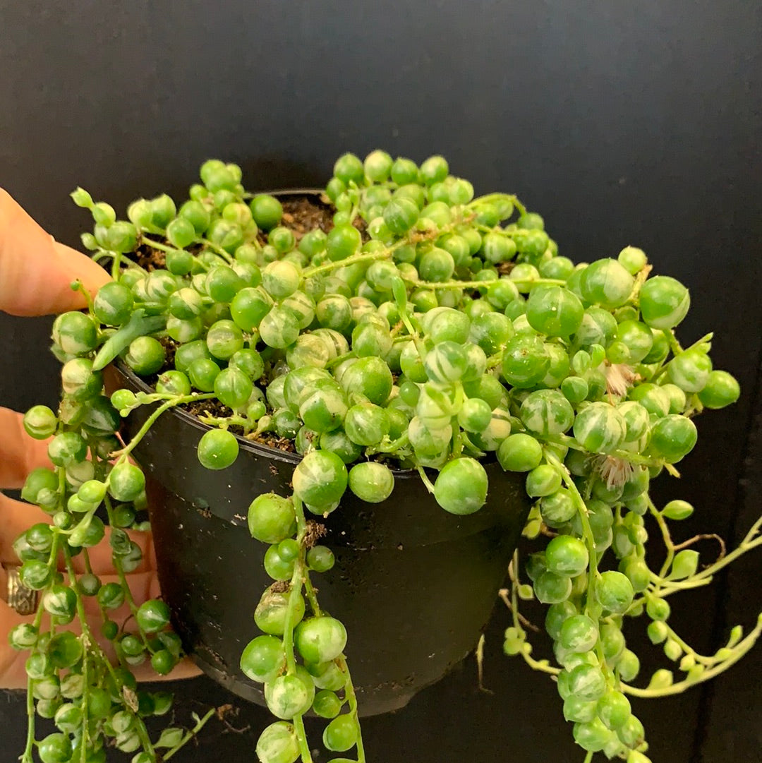 String of Pearls
