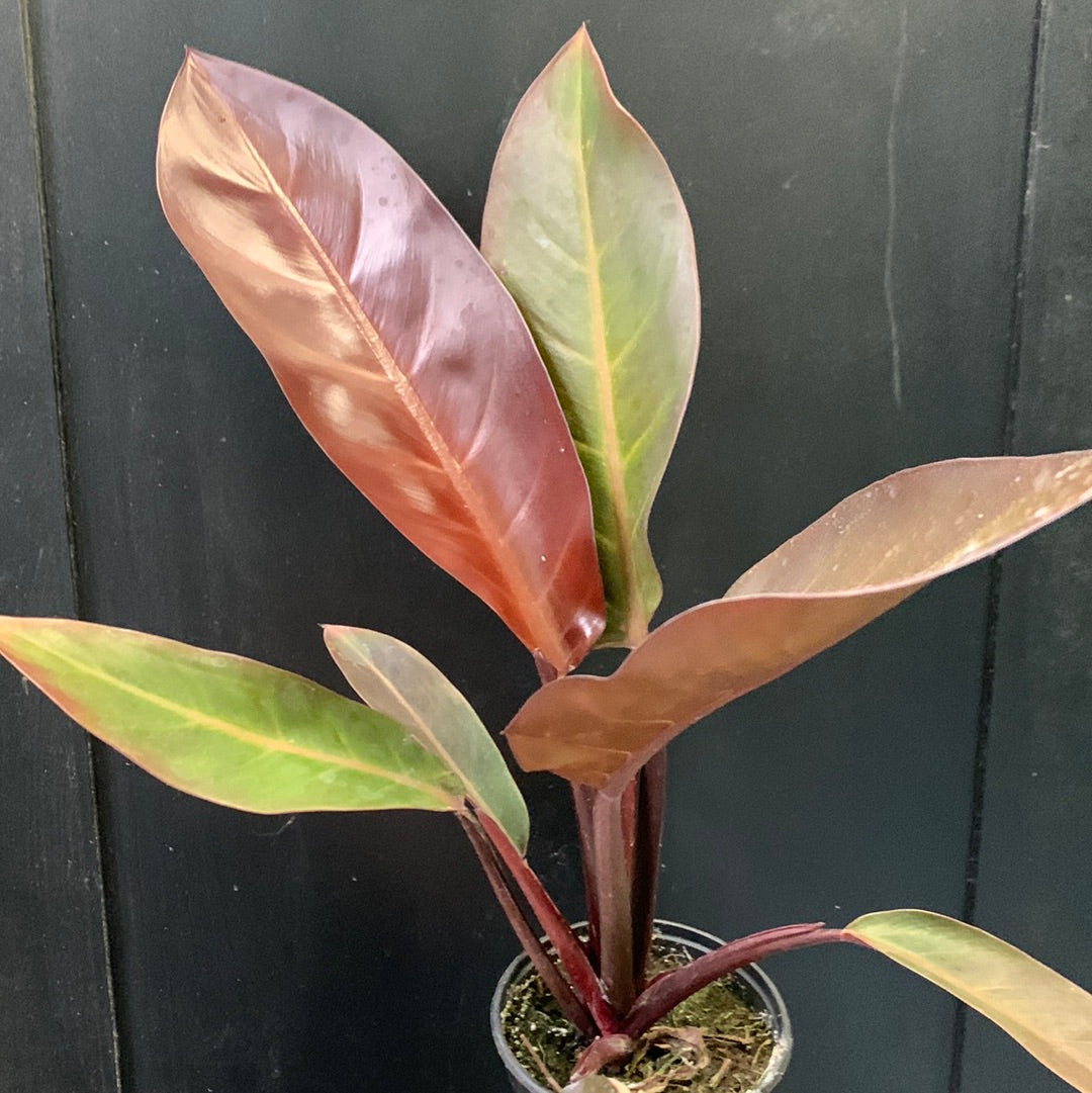 philodendron cathaline Philodendron Cathaline