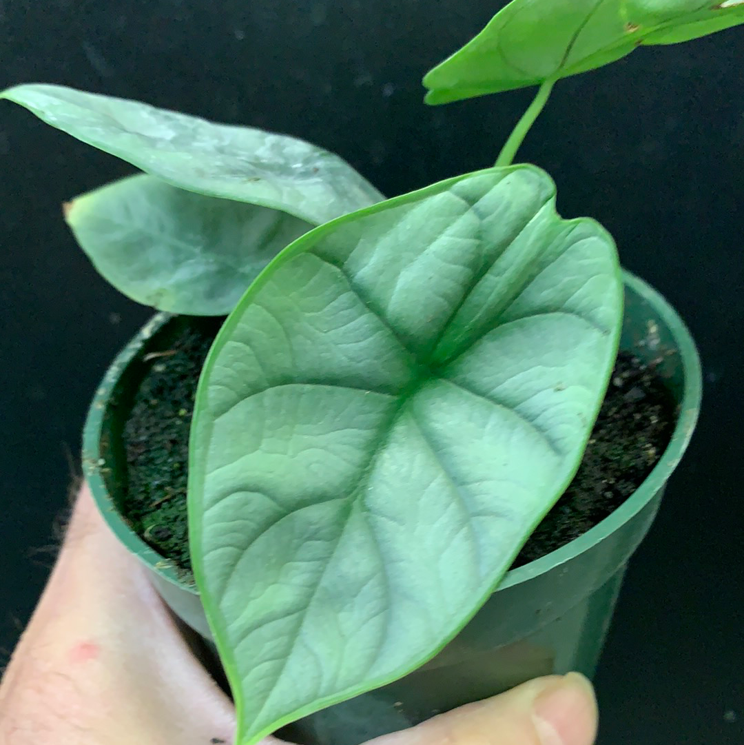 Alocasia baginda 'Dragon d'Argent'