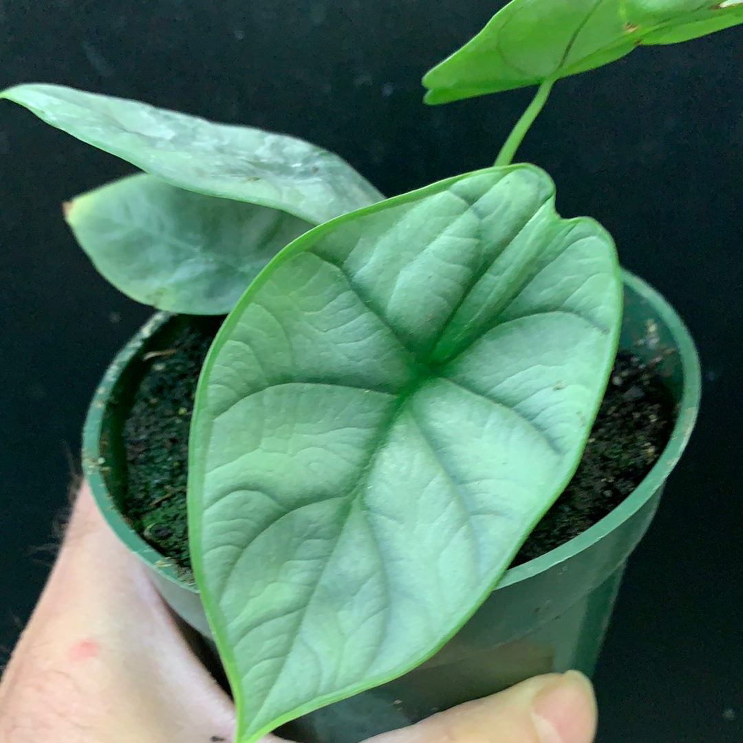 Alocasia baginda 'Silver Dragon'