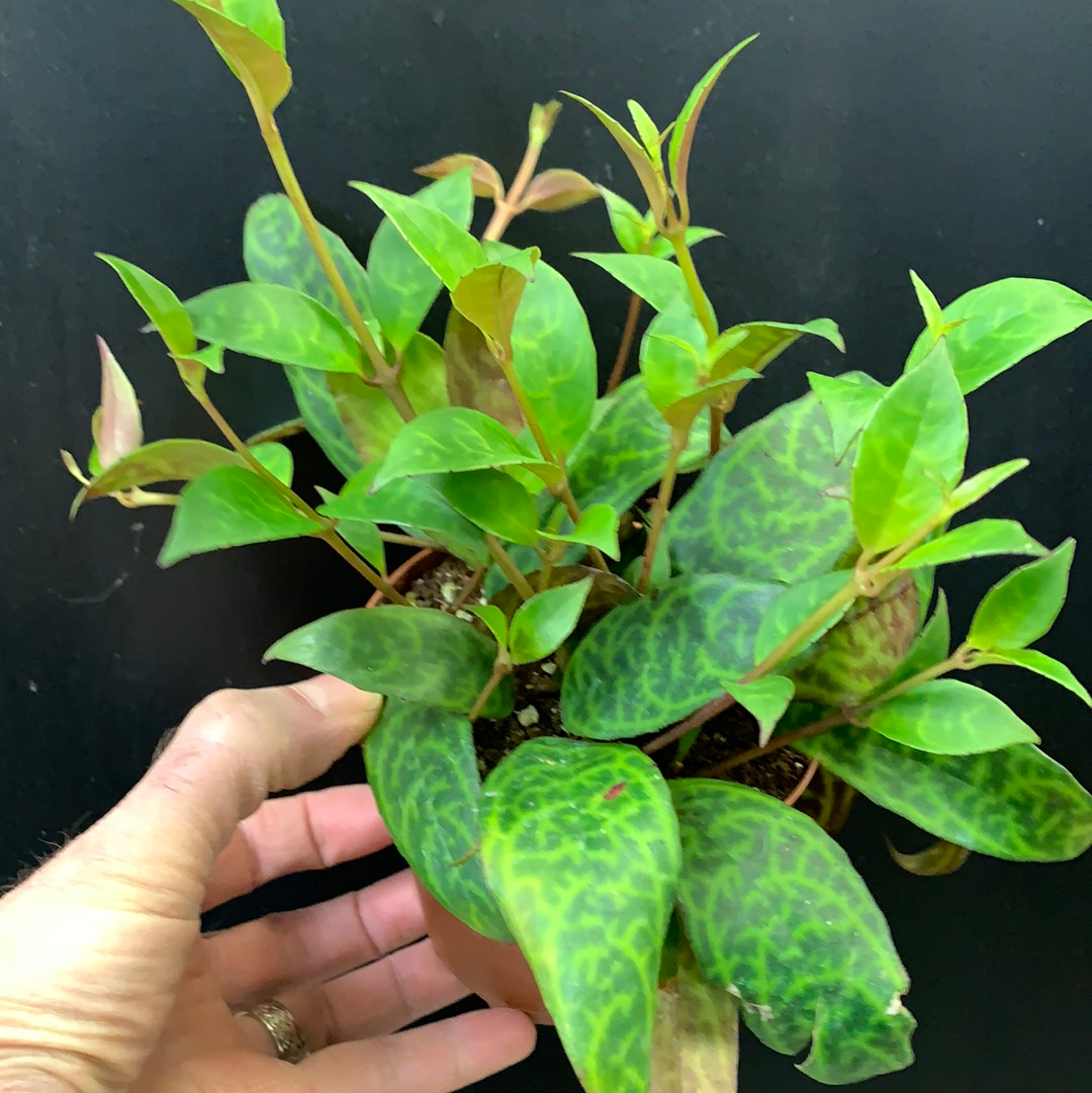 Plante à rouge à lèvres zèbre