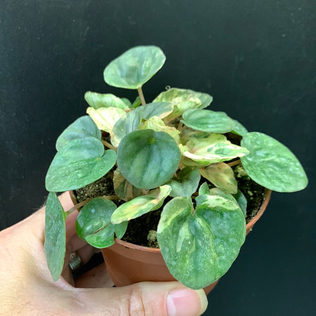 Peperomia 'Variegated Ripple'