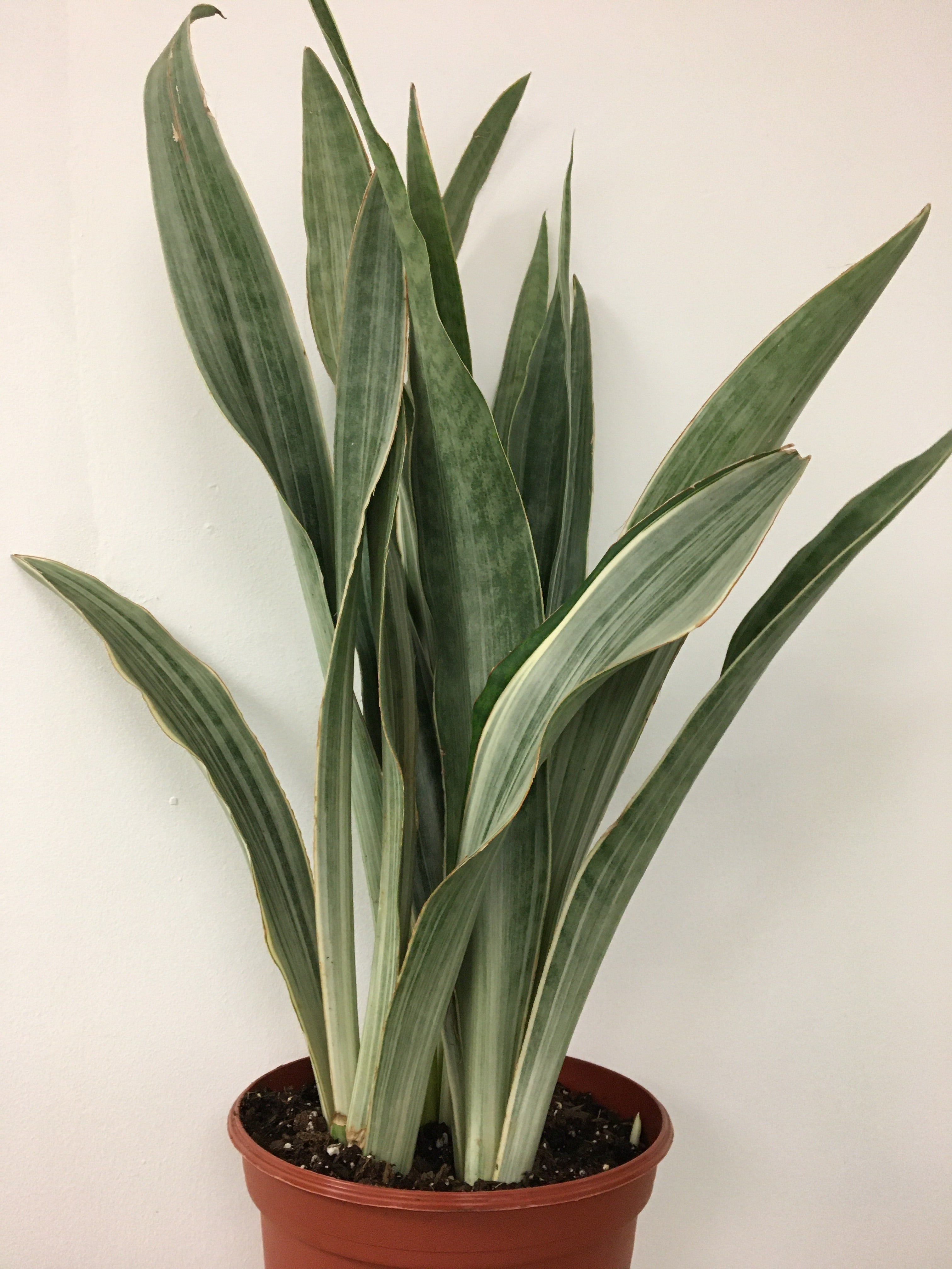 sansevieria toronto Sansevieria 'Sayuri'