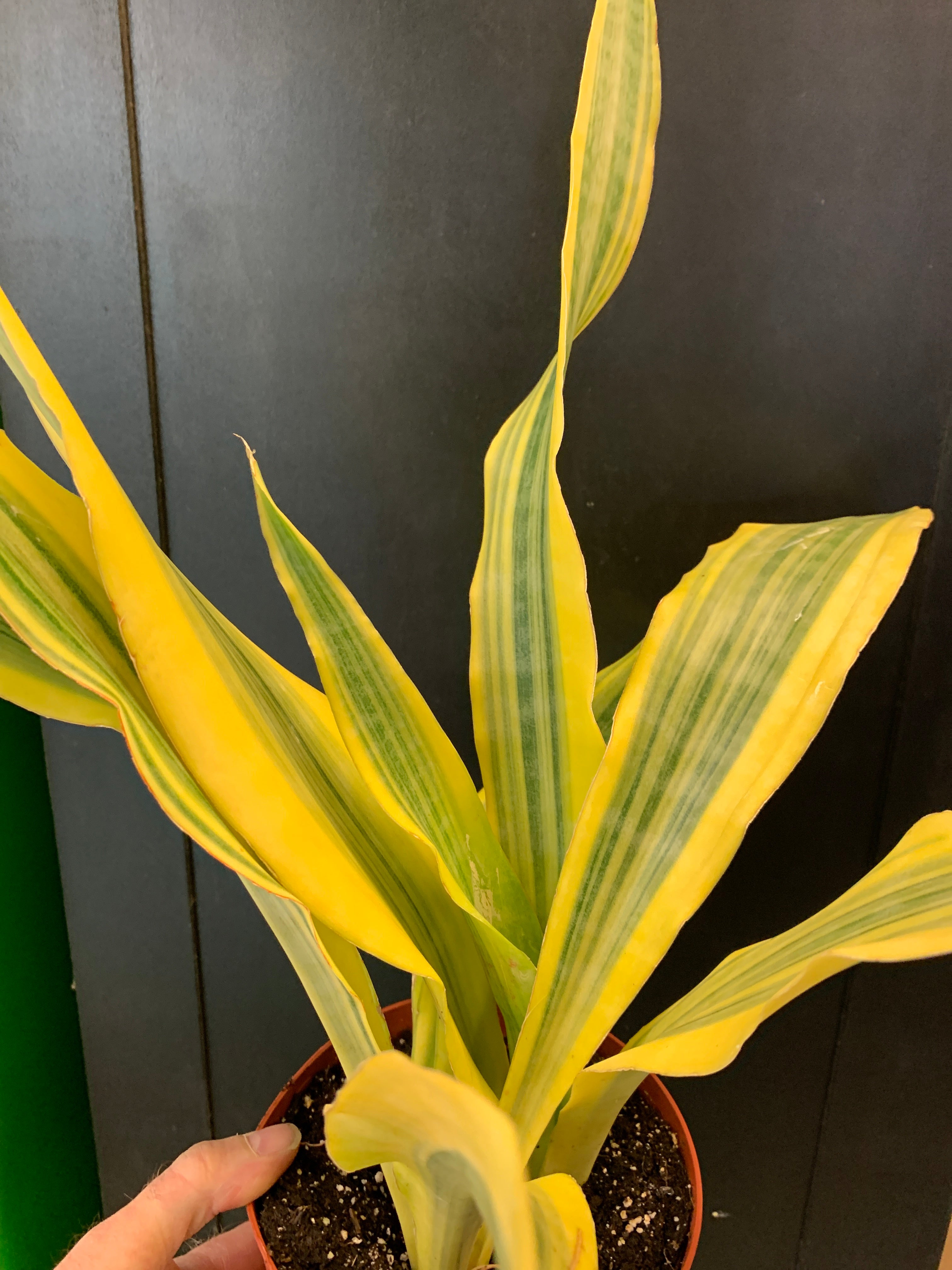 sansevieria lauren Sansevieria 'Lauren'