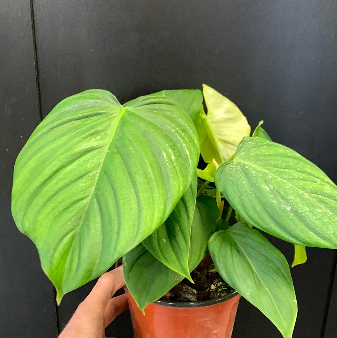 Philodendron Fuzzy Petiole