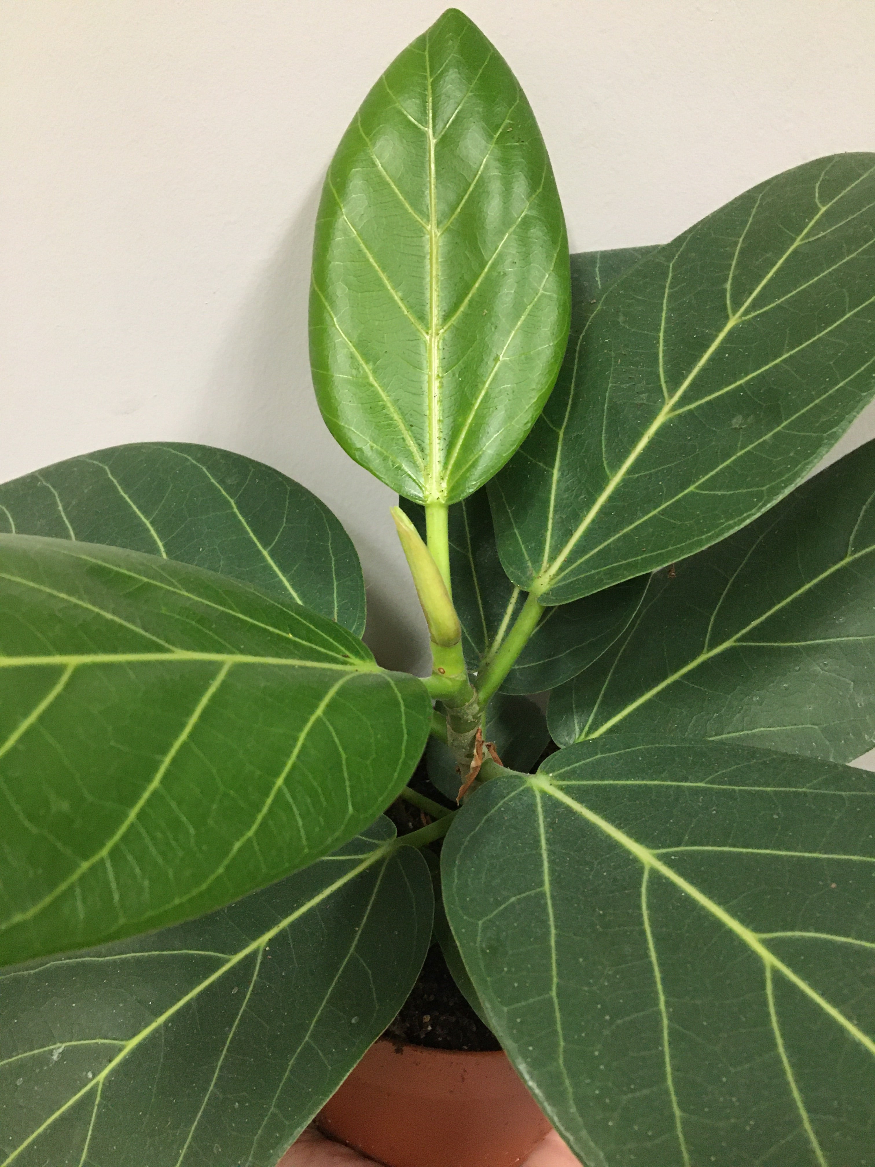 Ficus benghalensis 'Audrey'