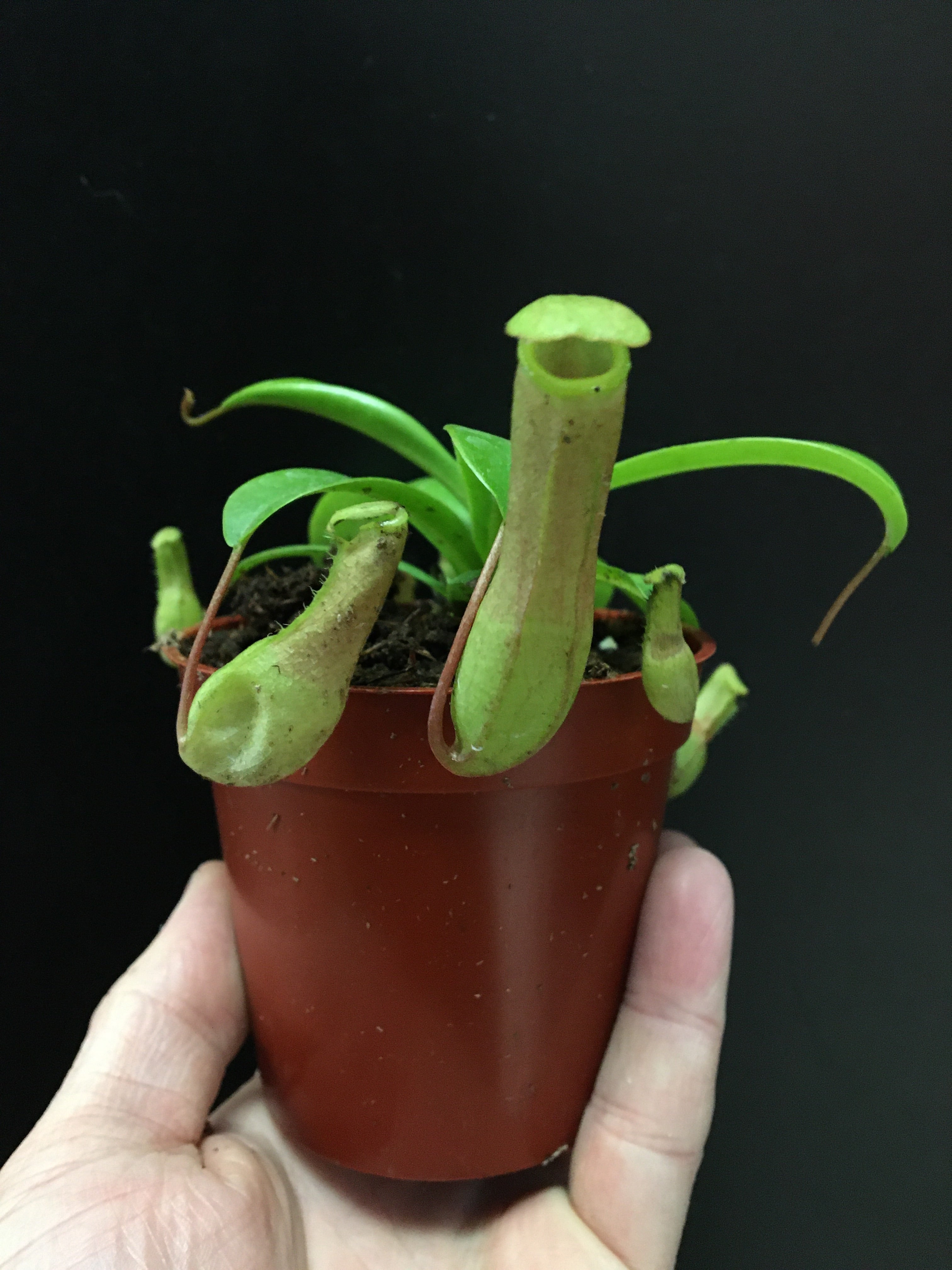 Nepenthes x ventrata