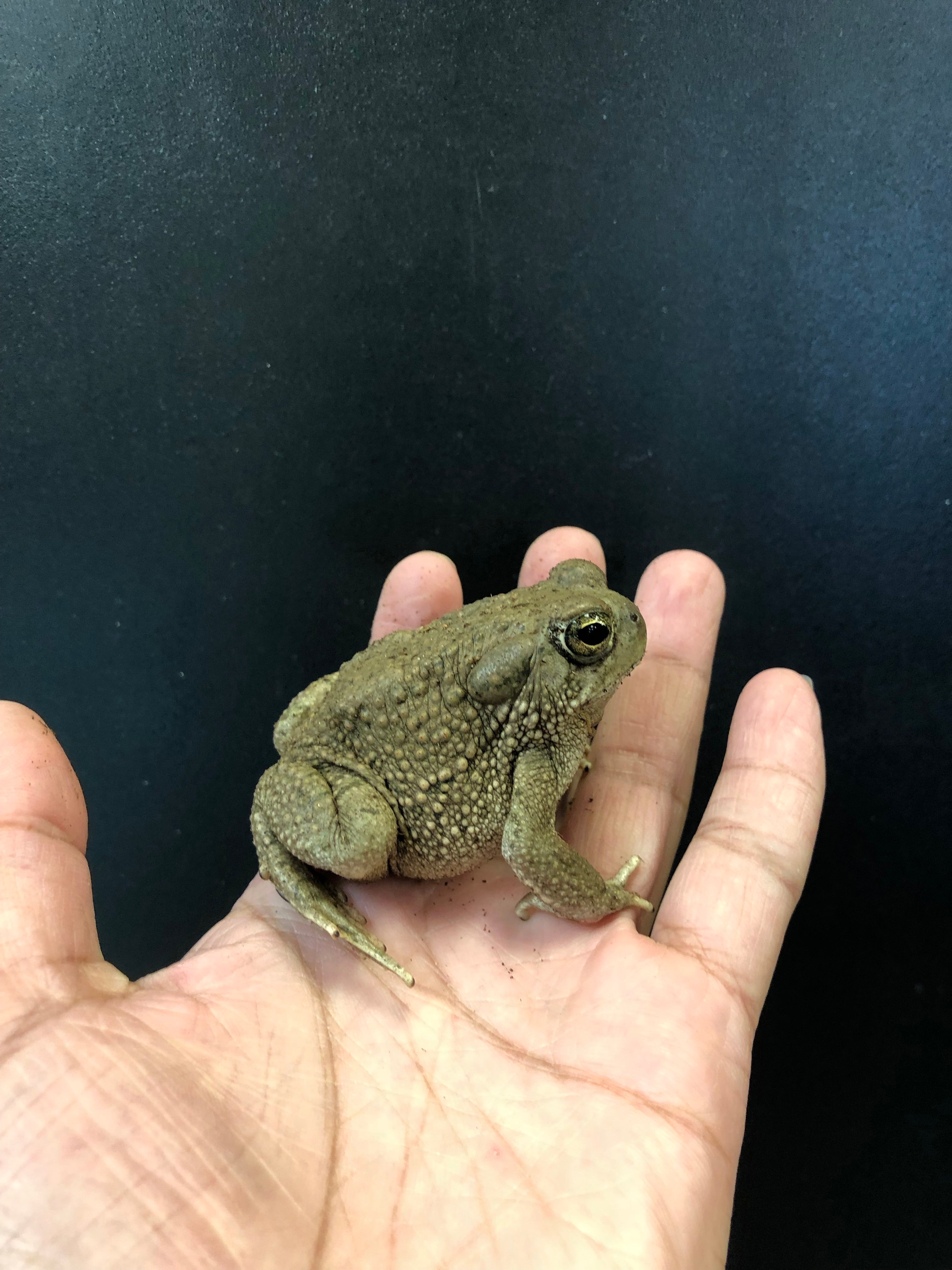 Texas Toad (Anaxyrus speciosus)
