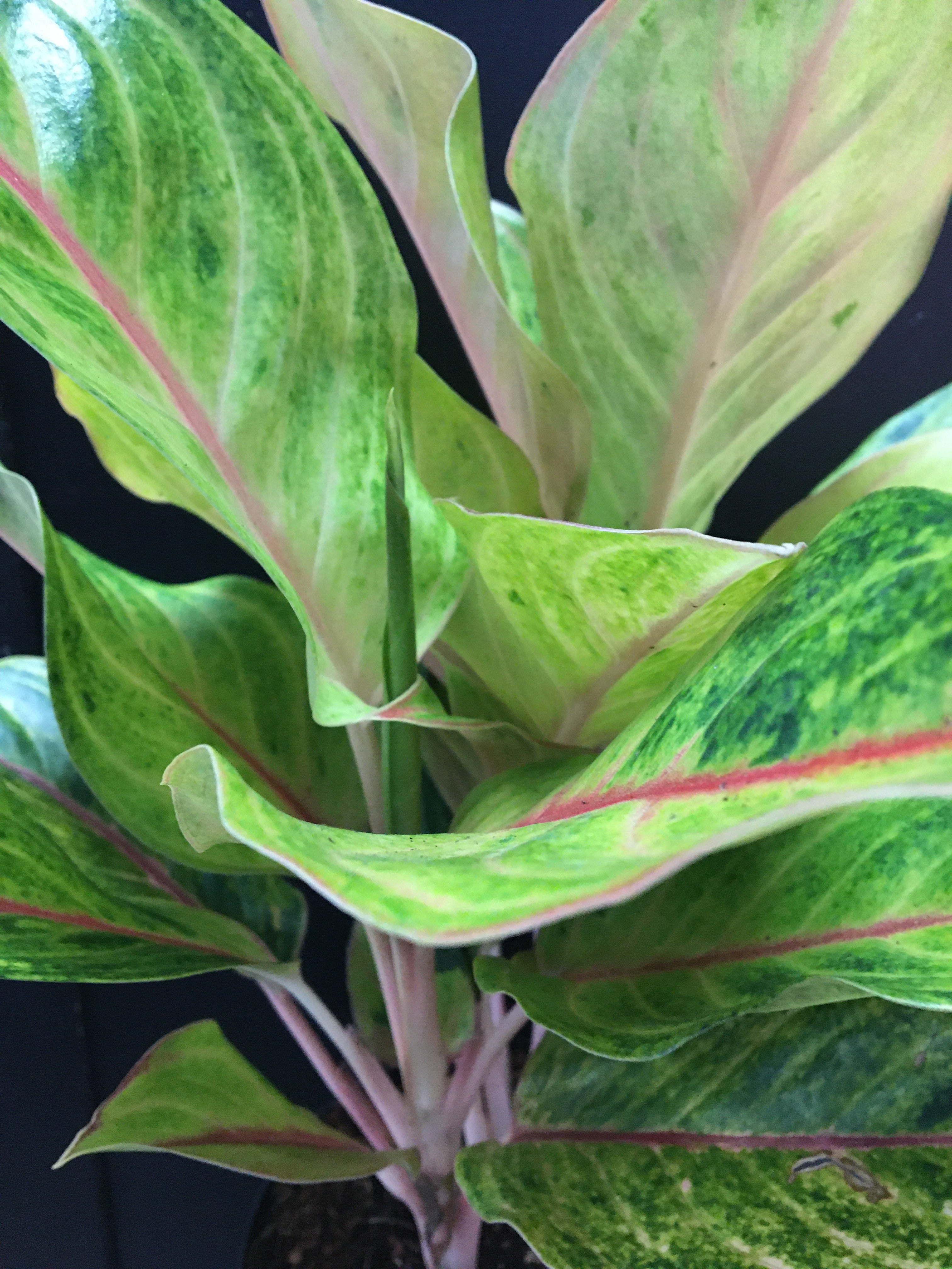 Aglaonema 'Golden Fluorite'