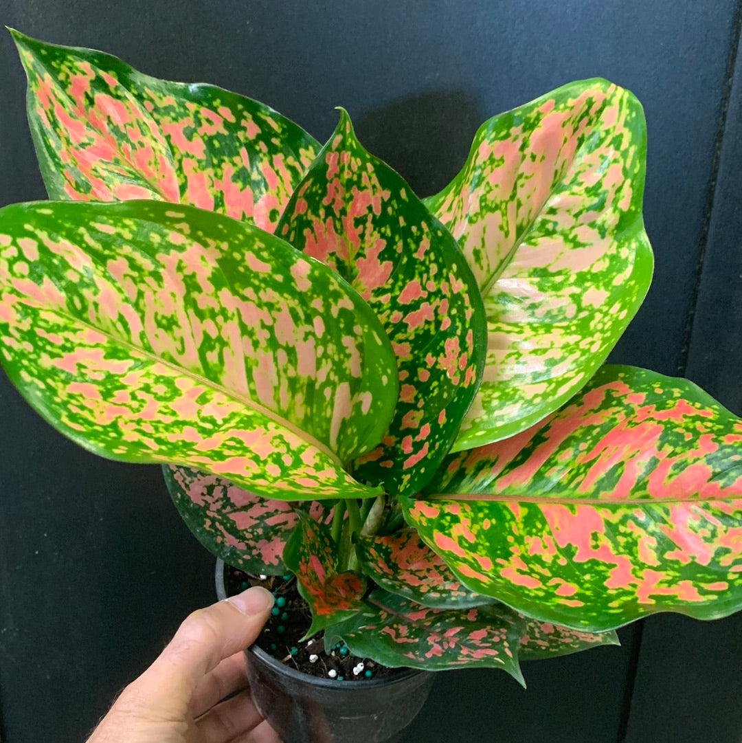 Aglaonema Valentine
