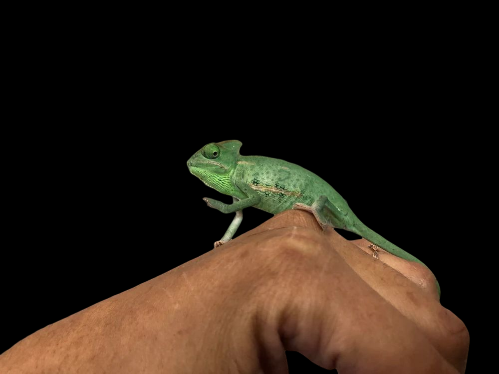 Veiled Chameleon