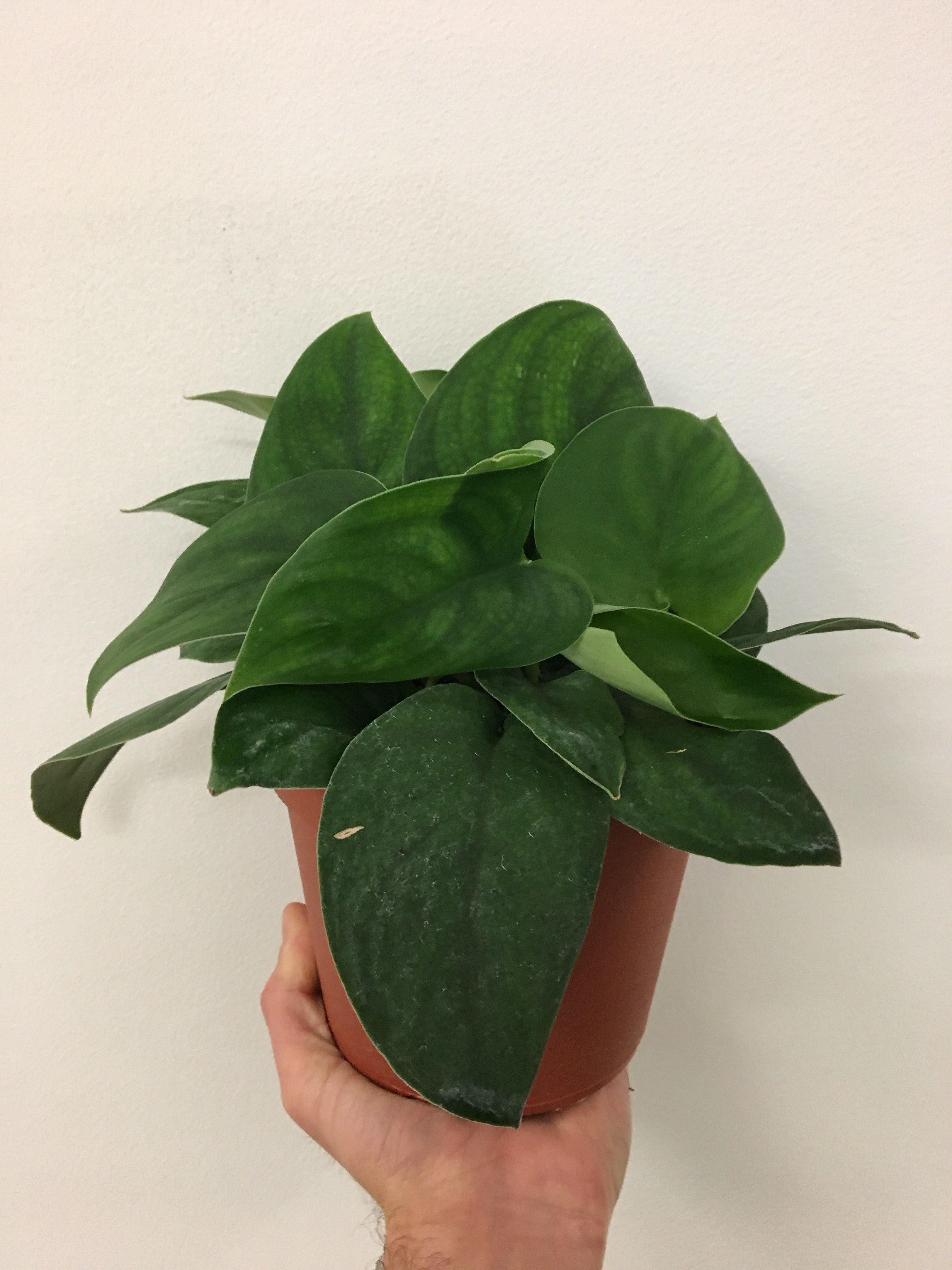 Green Satin Scindapsus