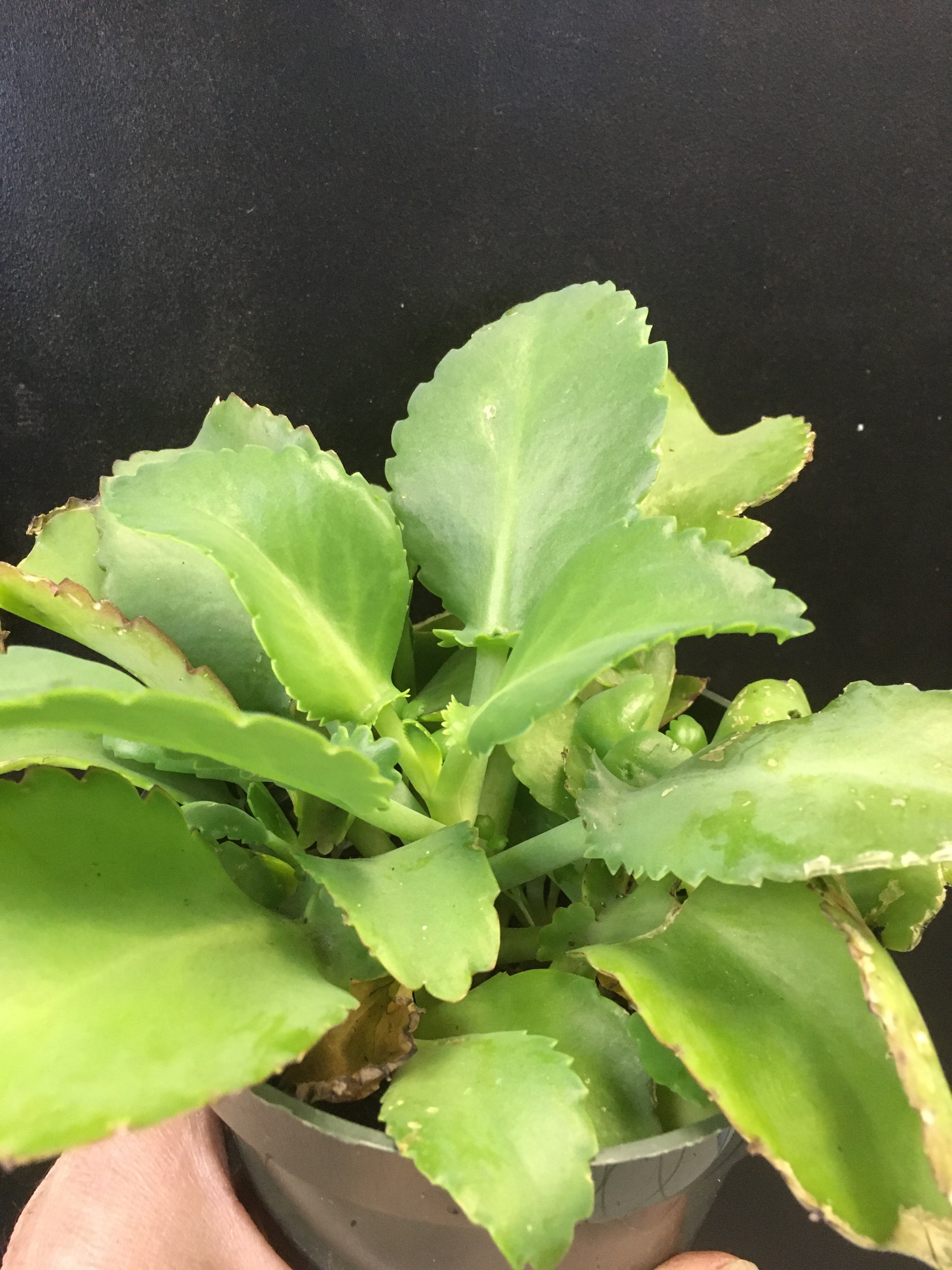 is mother of thousands a succulent Mother of Thousands Plant