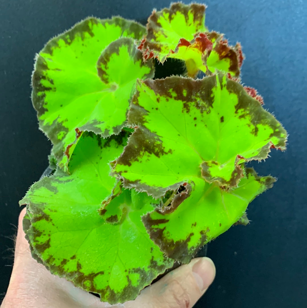 Bégonia Rex « River Nile »