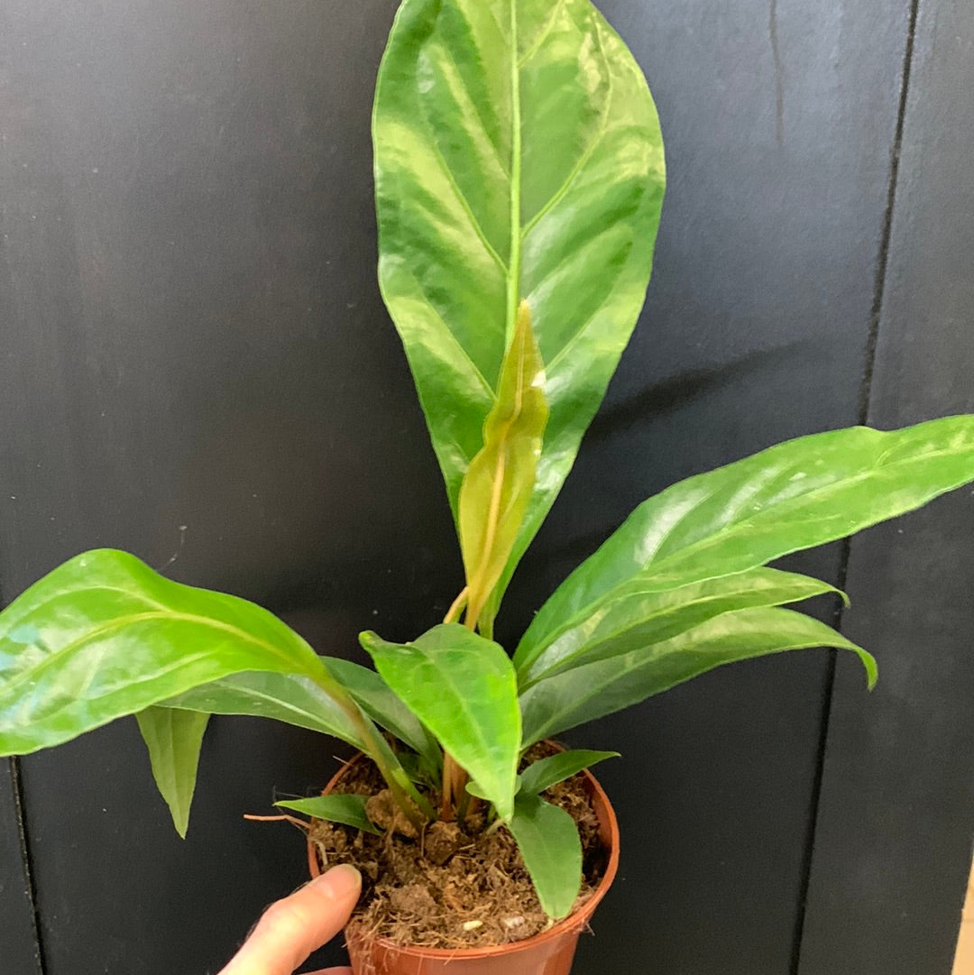 Anthurium Jungle King