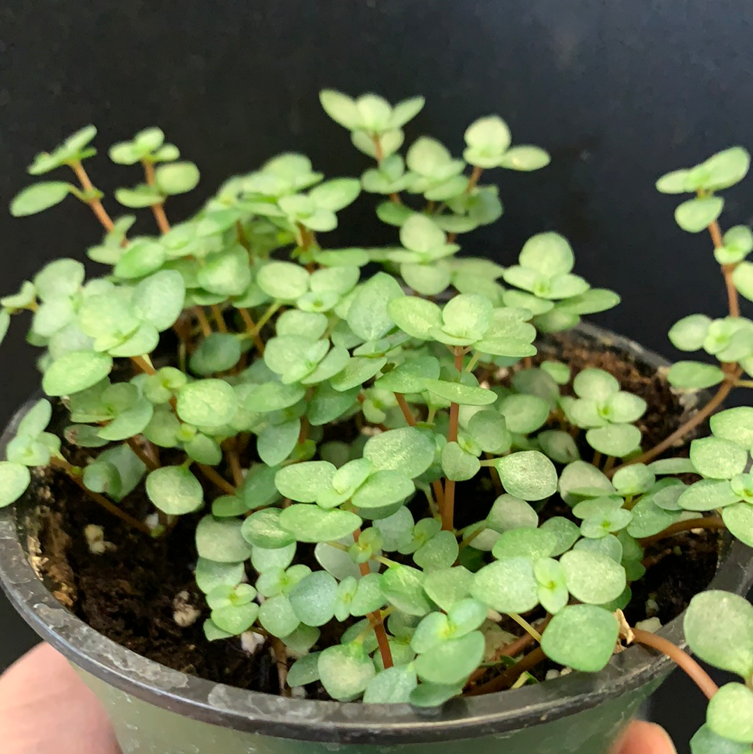 Pilea 'Aigue-marine'