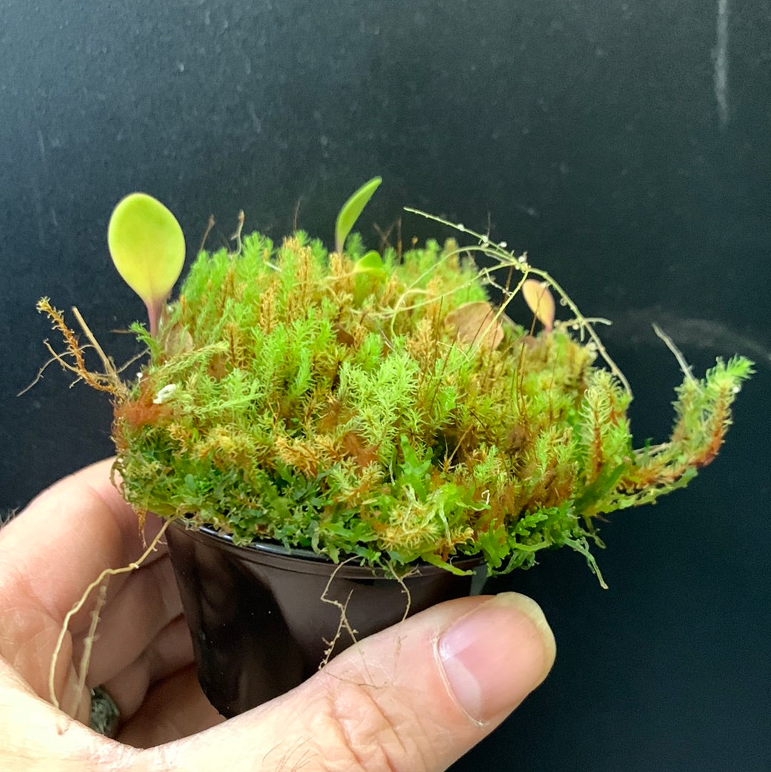 Utricularia quelchii "Ilu Tepui"