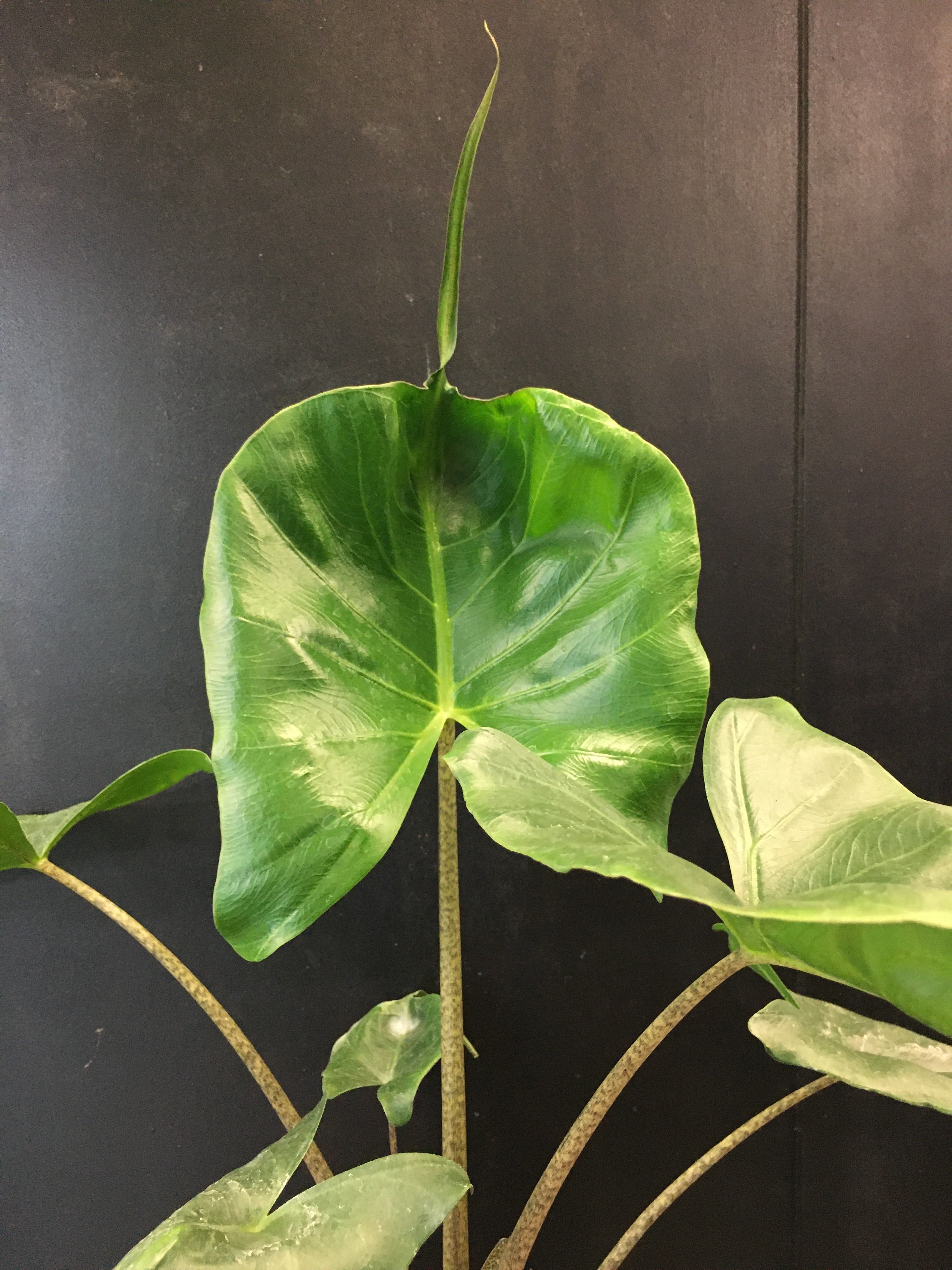 Alocasia 'Stingray'