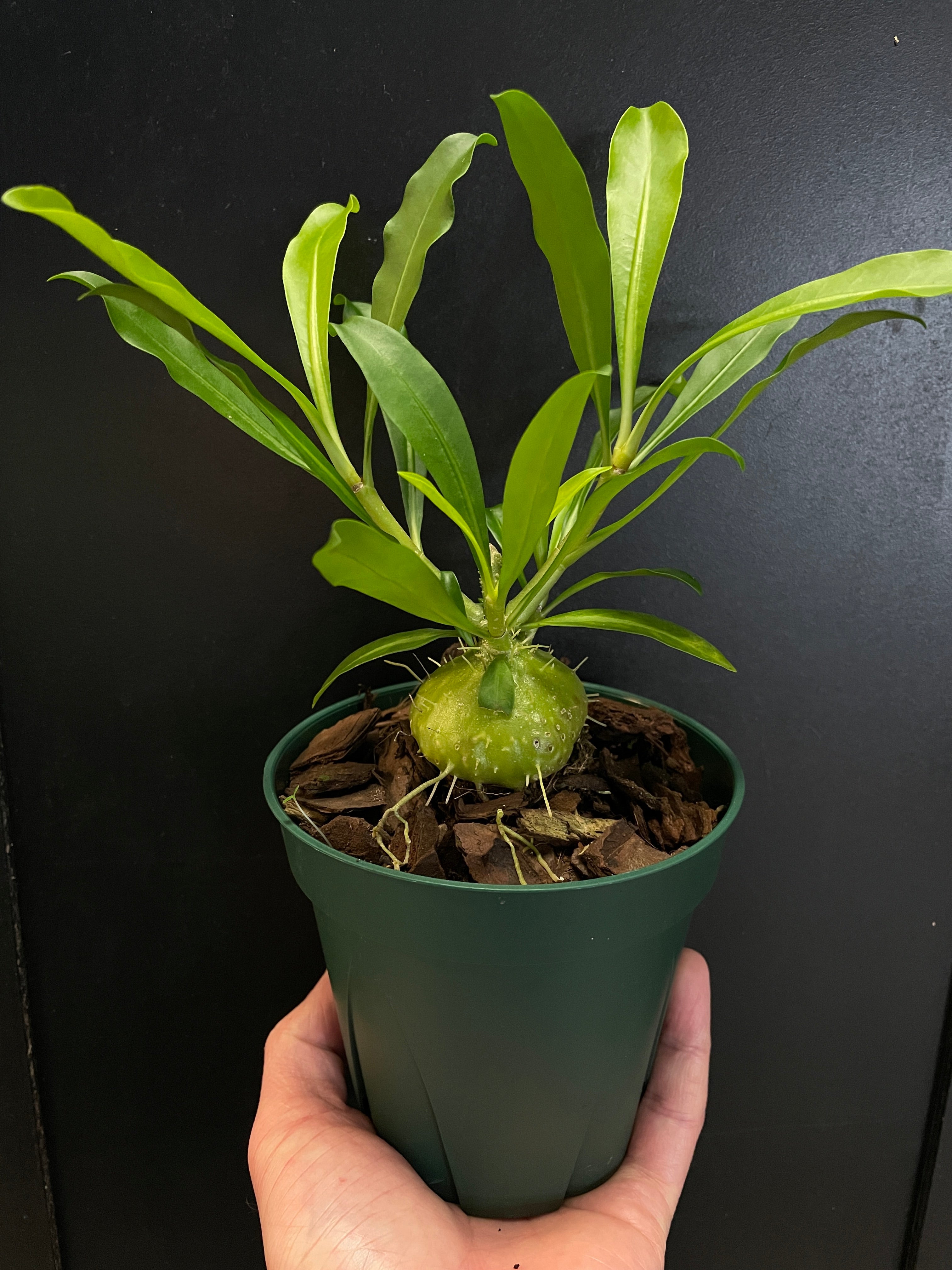 Myrmephytum selebicum