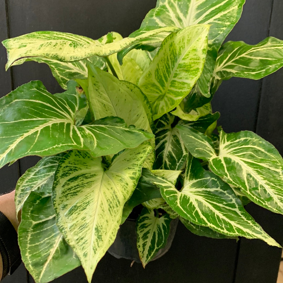 Étoile verte Syngonium