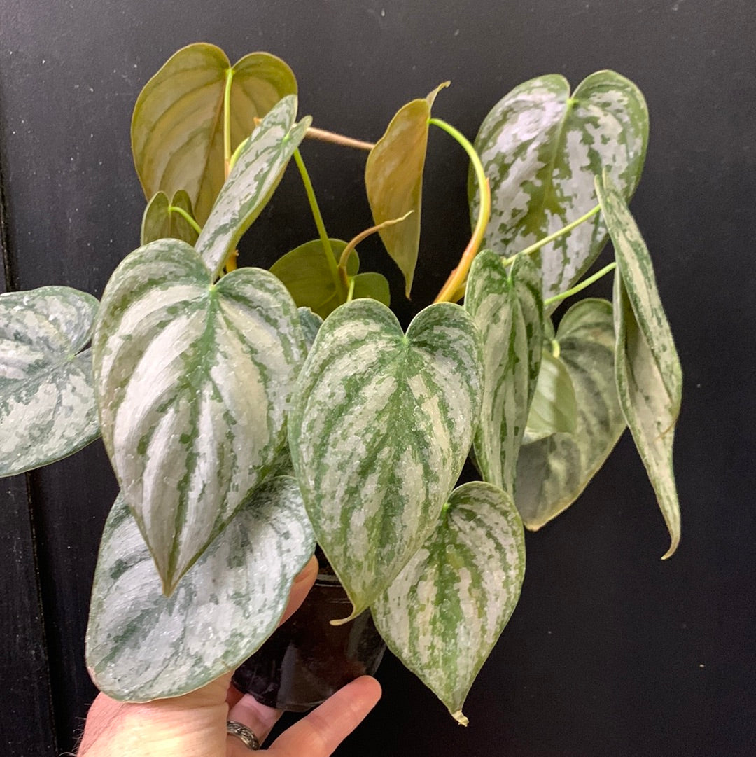 Philodendron brandtianum