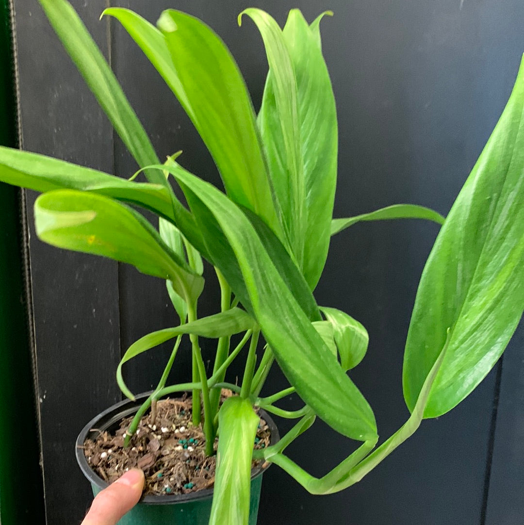 Epipremnum amplissimum