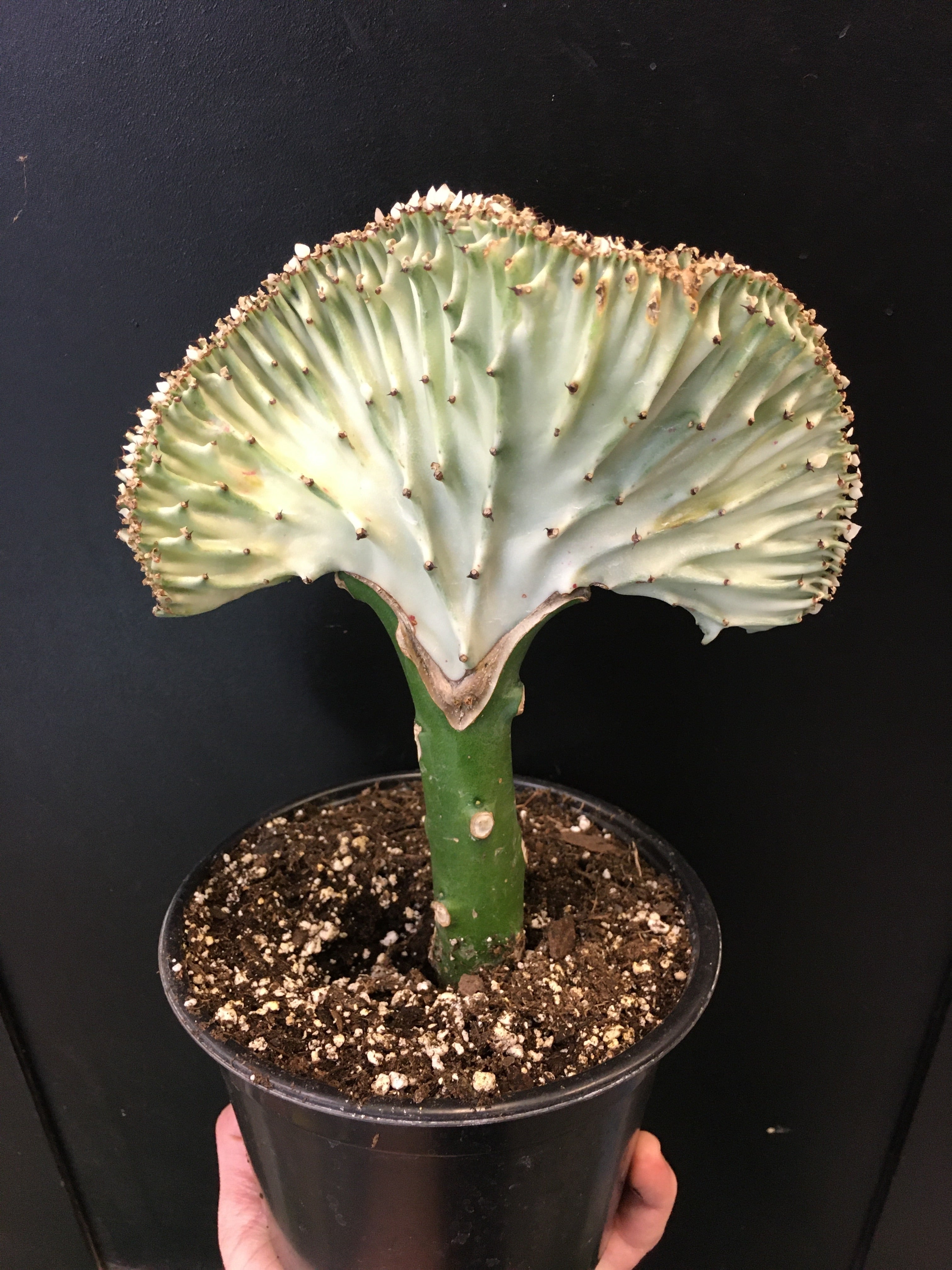 Euphorbia lactea